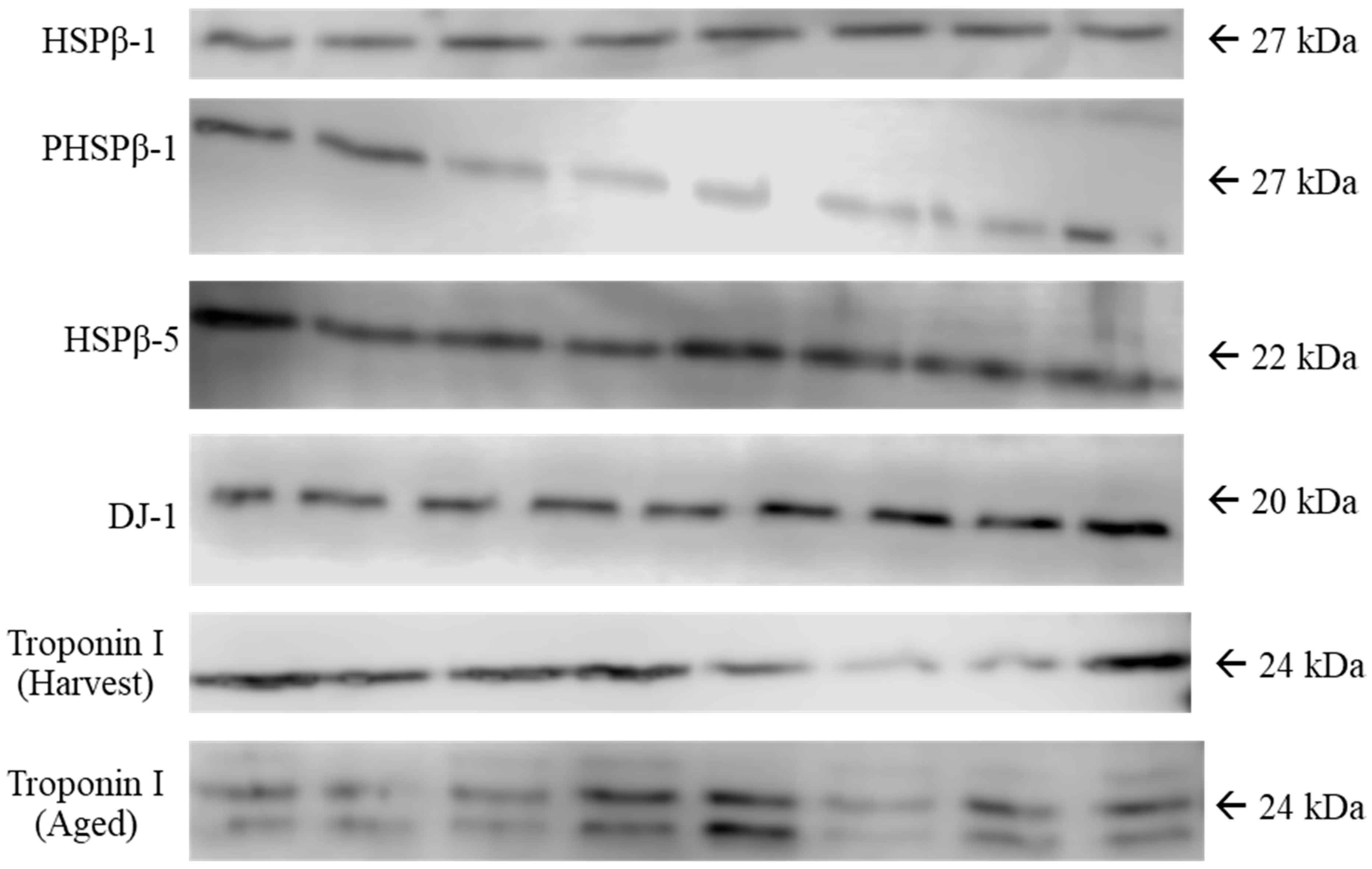 Animals 14 02170 g002