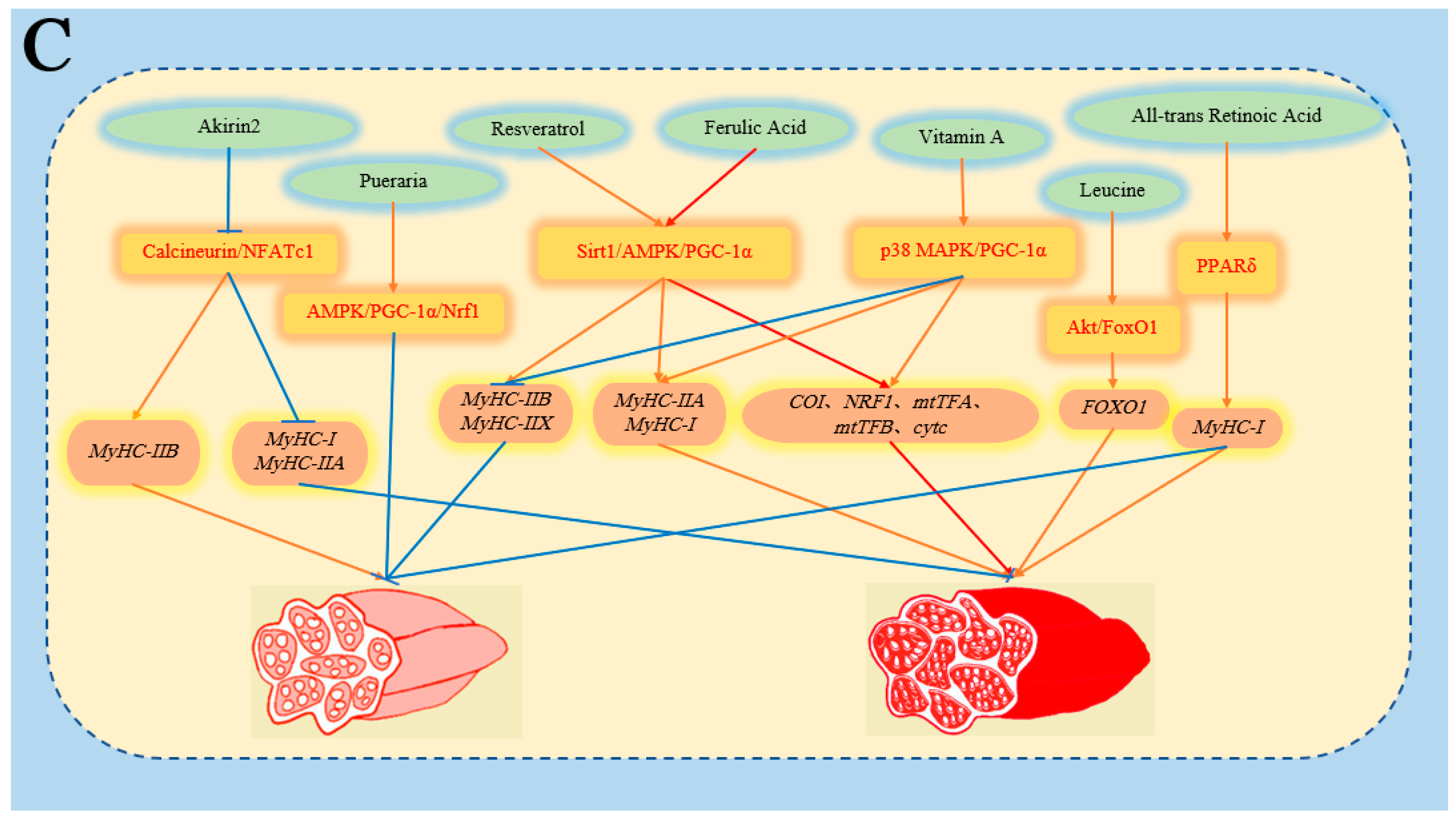 Animals 14 02225 g002b