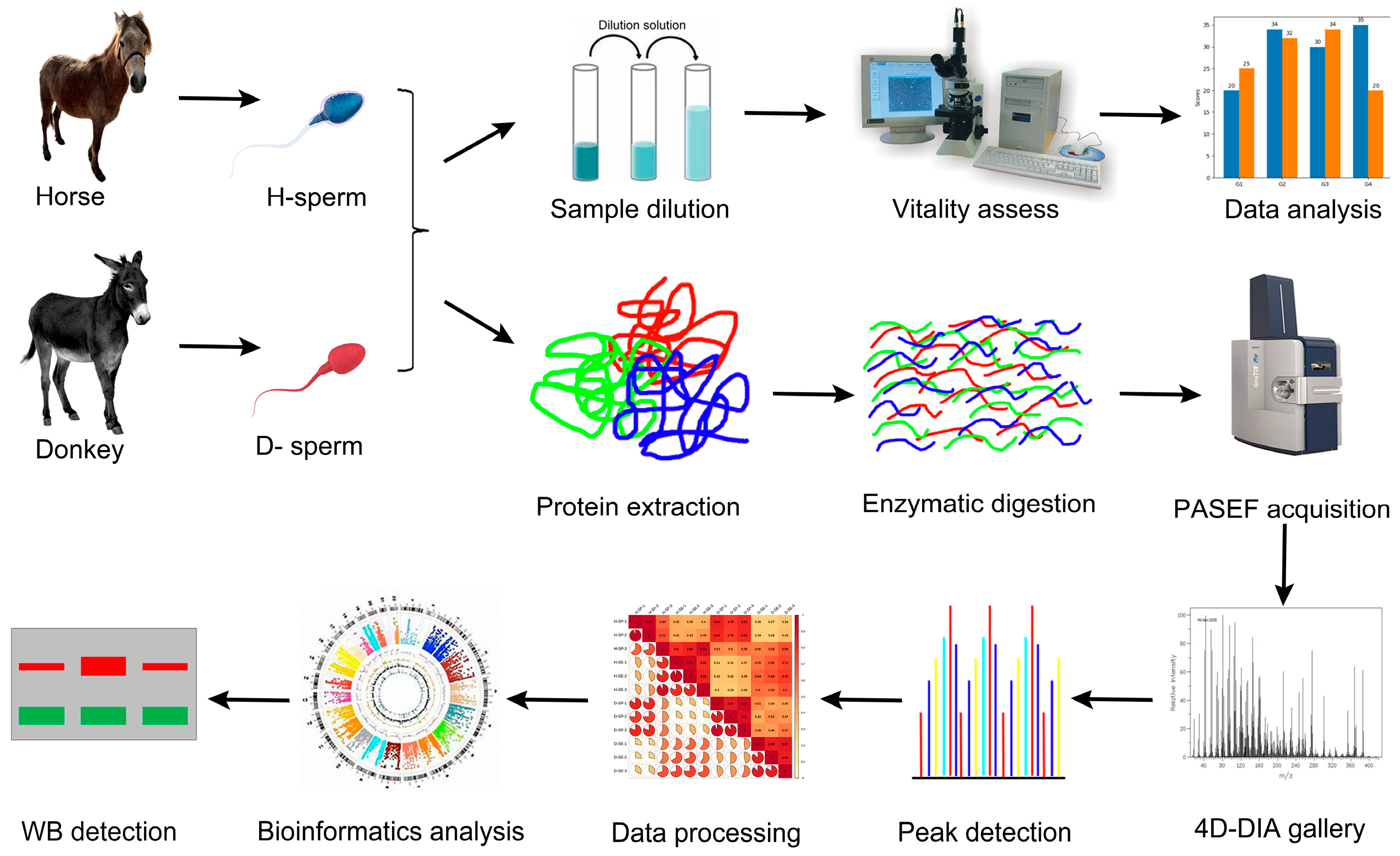 Animals 14 02237 g001 Animals 14 02237 g001