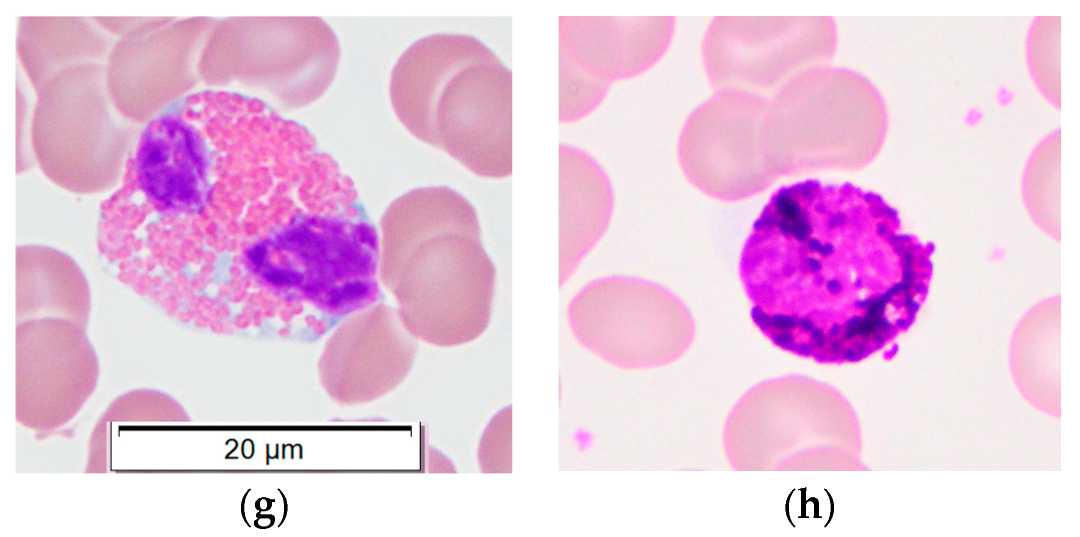 Animals 14 02297 g001b