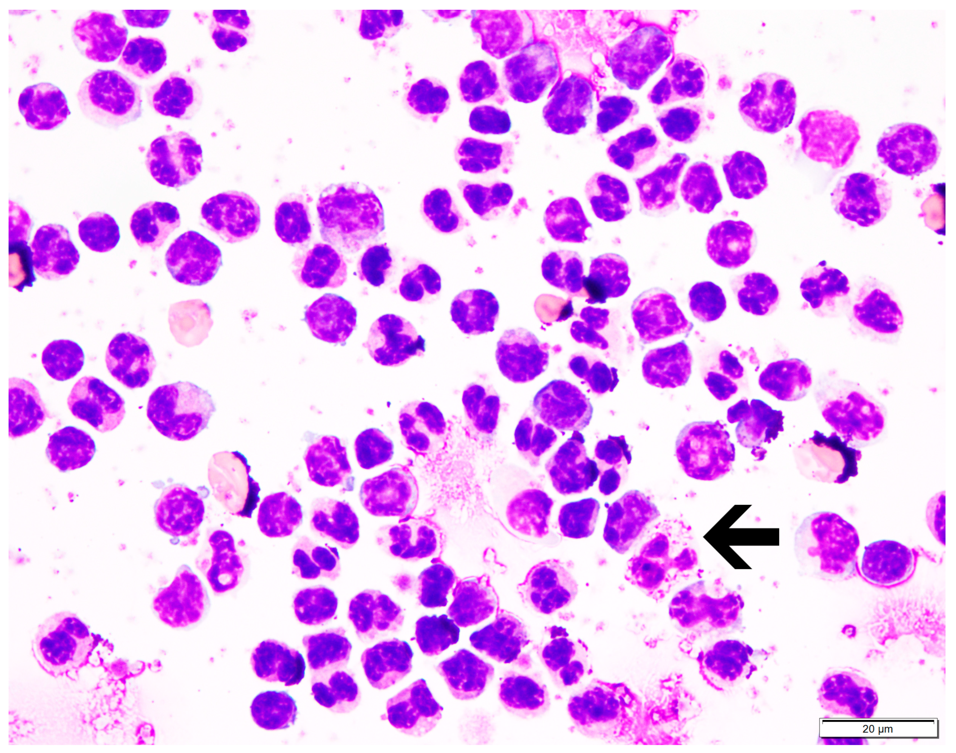 Animals 14 02297 g002