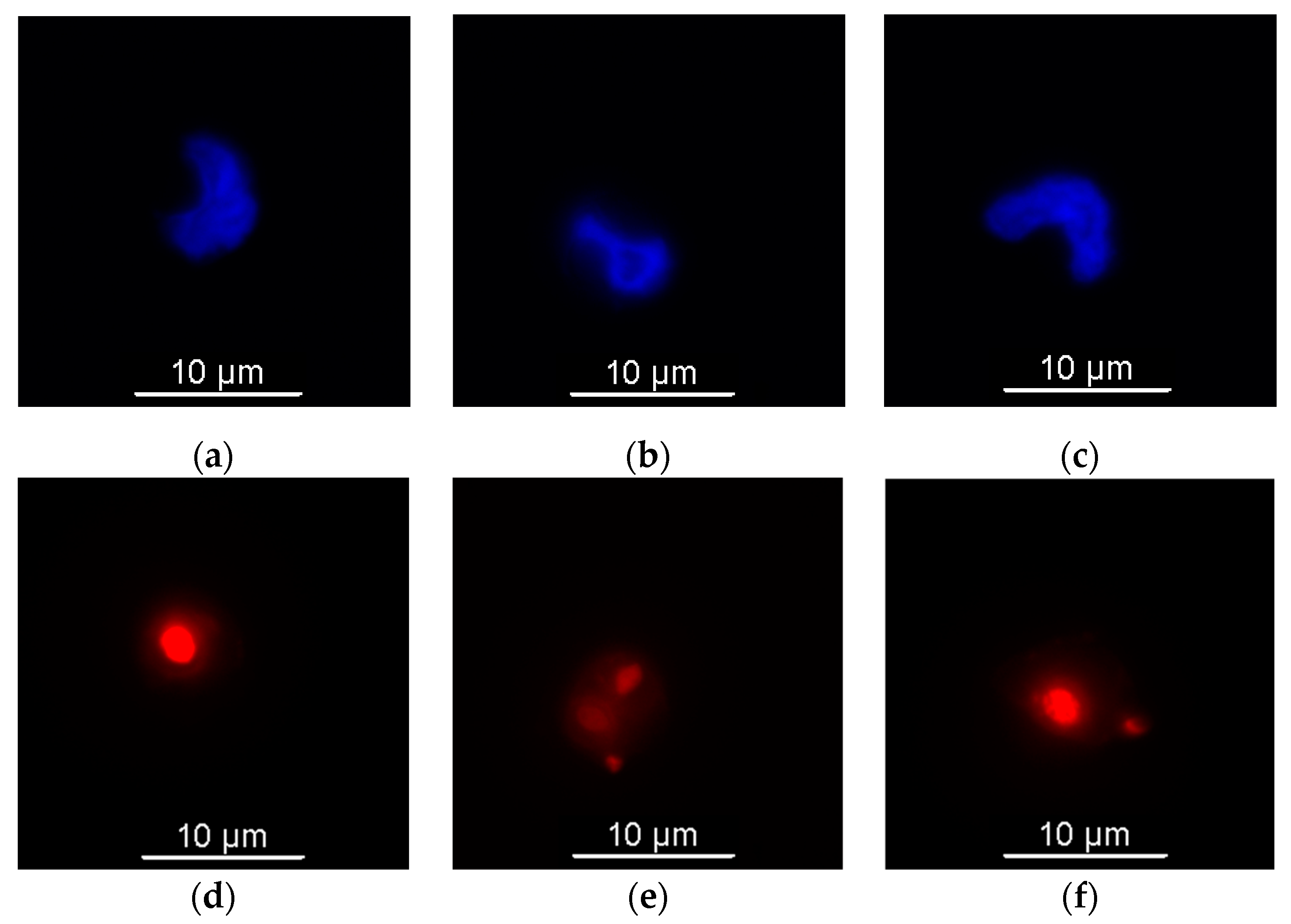 Animals 14 02297 g004a