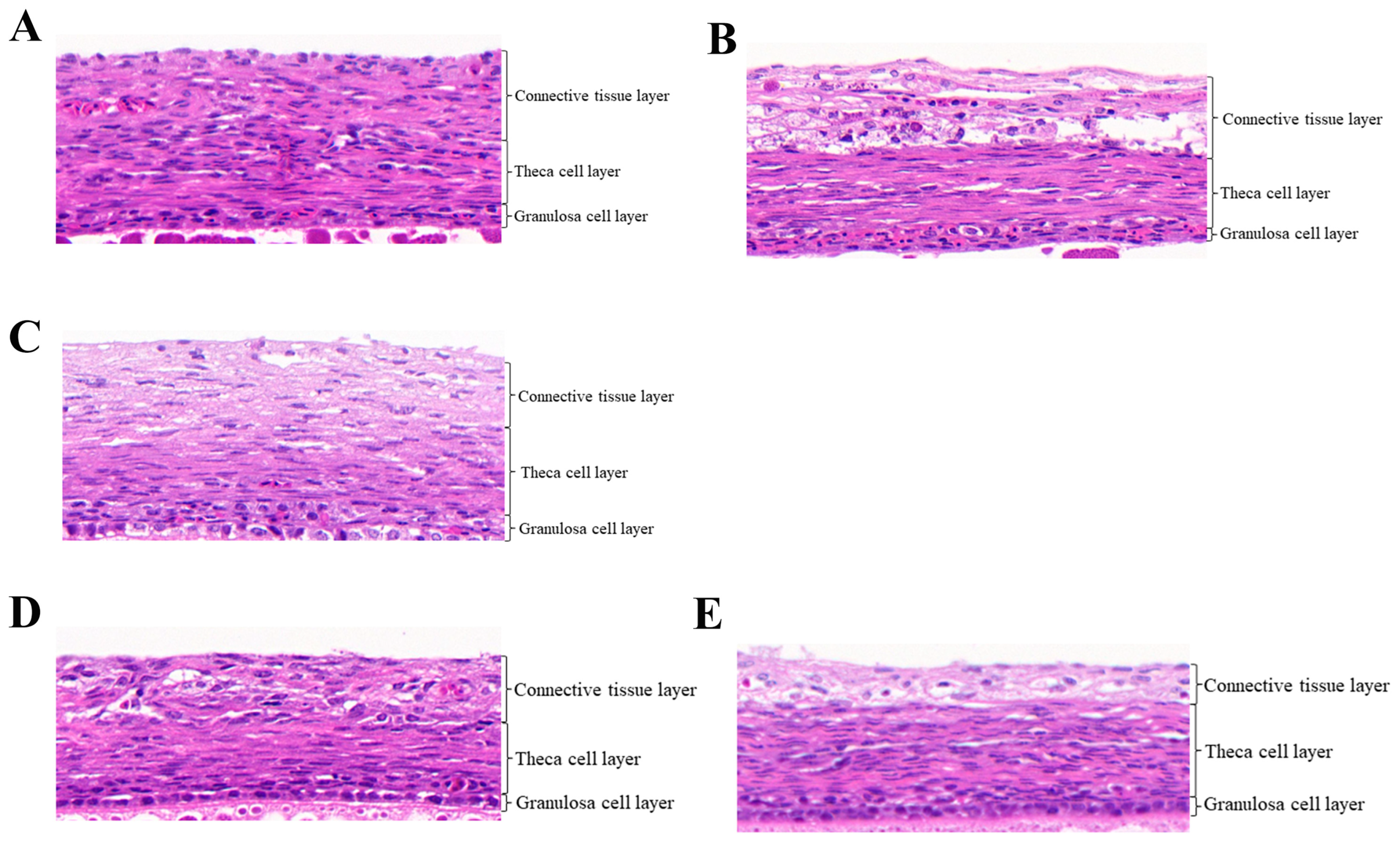 Animals 14 02320 g001
