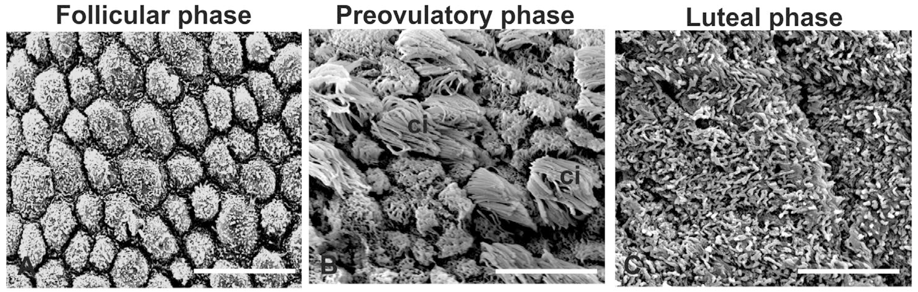 Animals 14 02321 g003