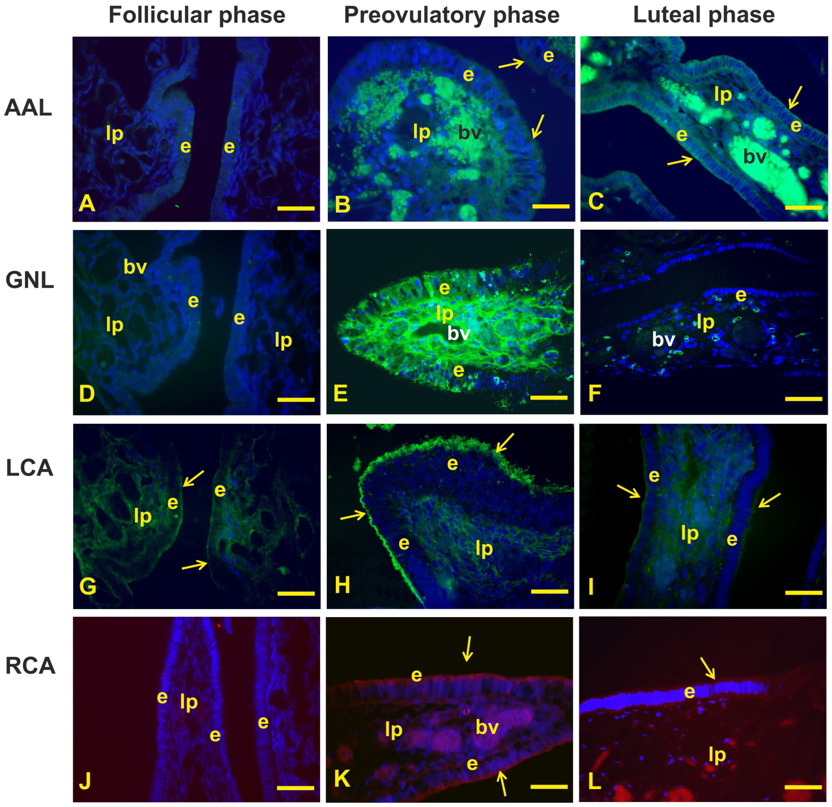 Animals 14 02321 g005
