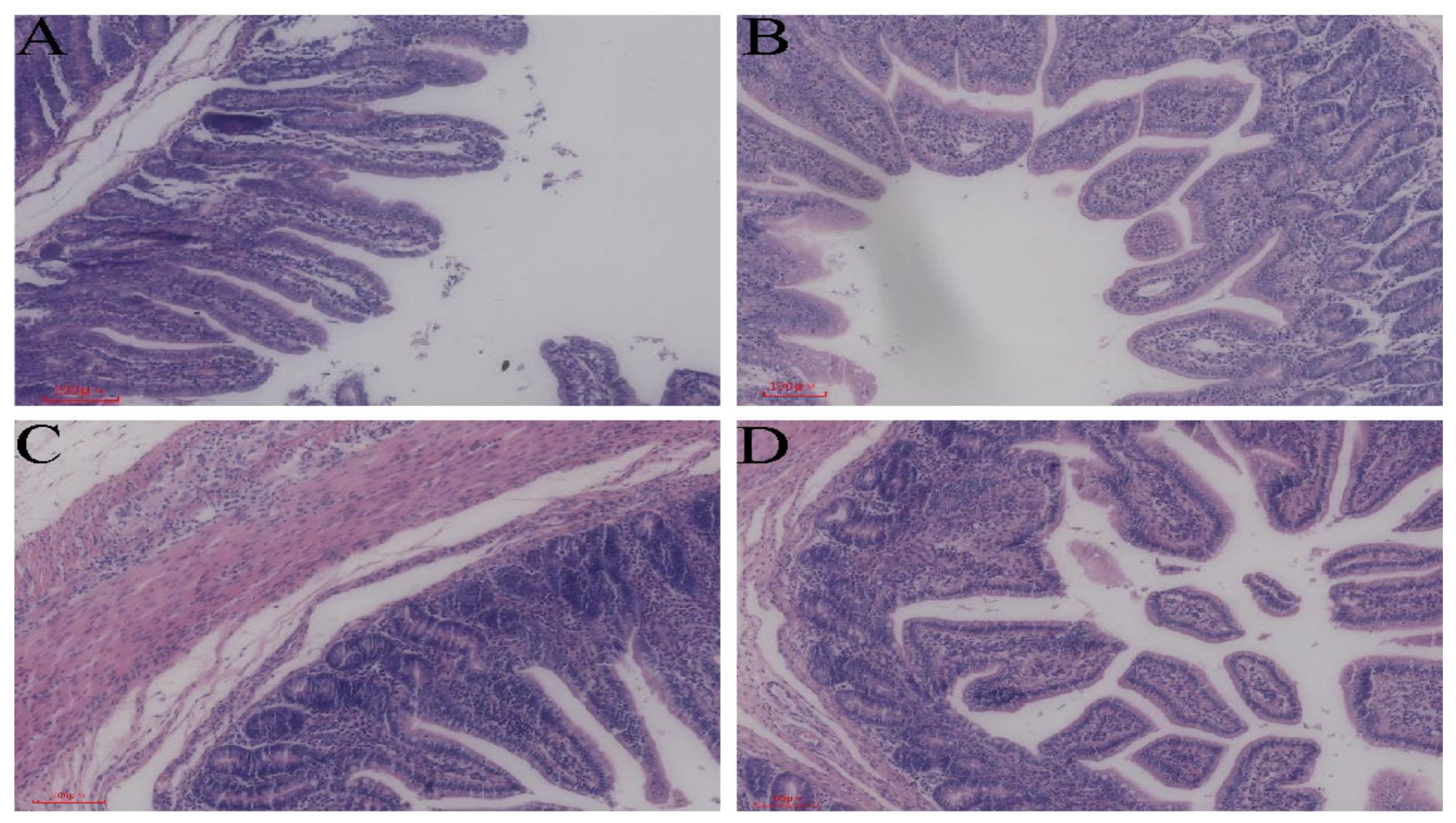 Animals 14 02327 g001