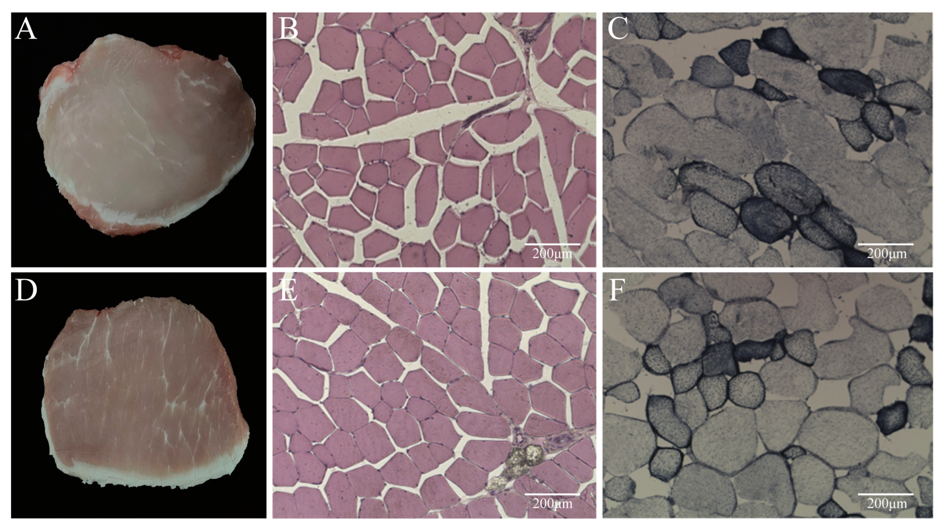 Animals 14 02347 g001