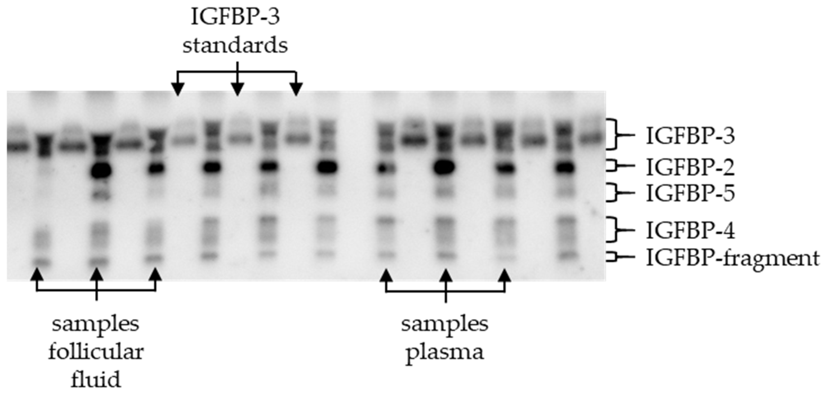 Animals 14 02370 g001