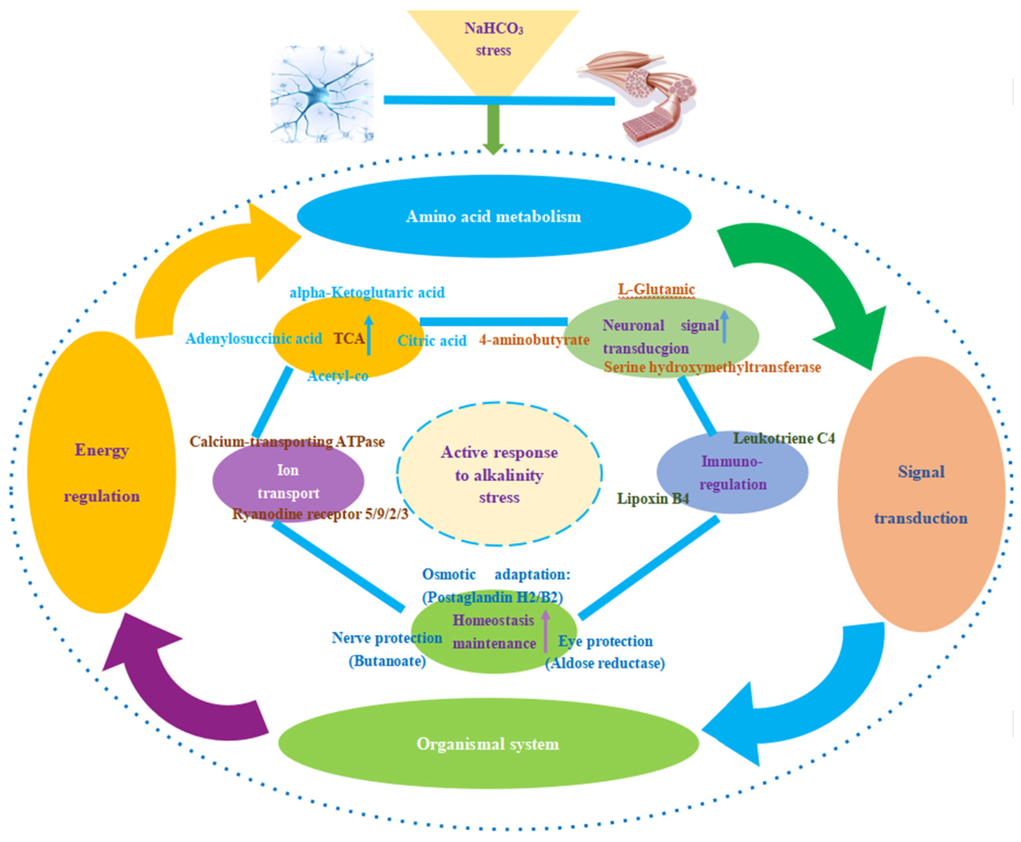 Animals 14 02374 g008