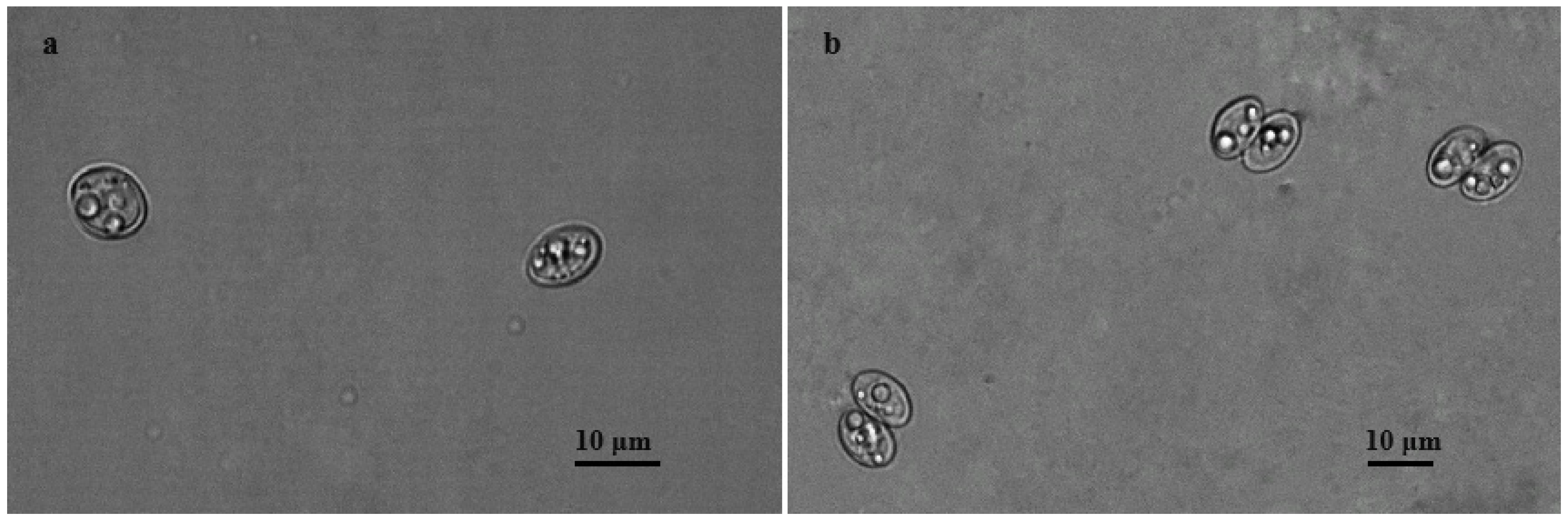 Animals 14 02391 g001