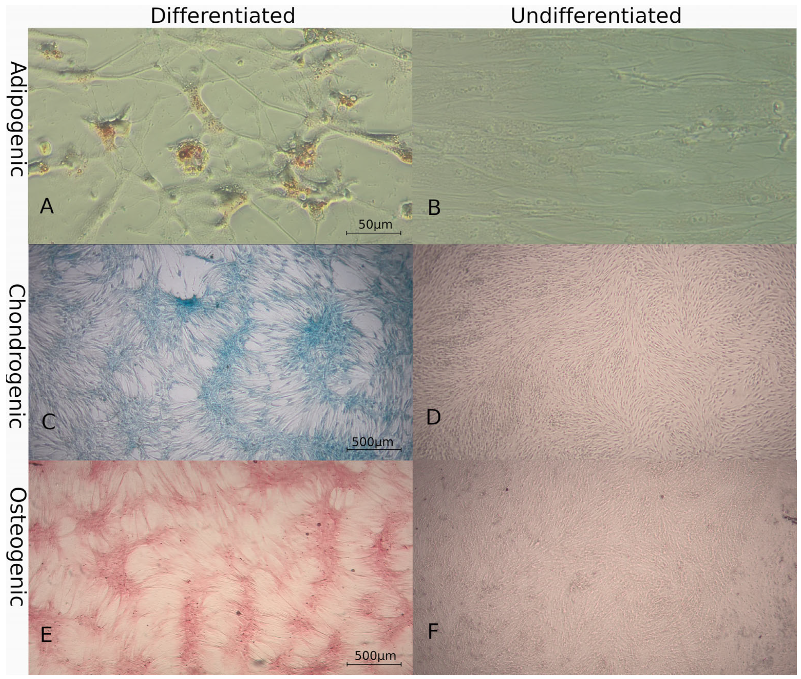 Animals 14 02408 g002