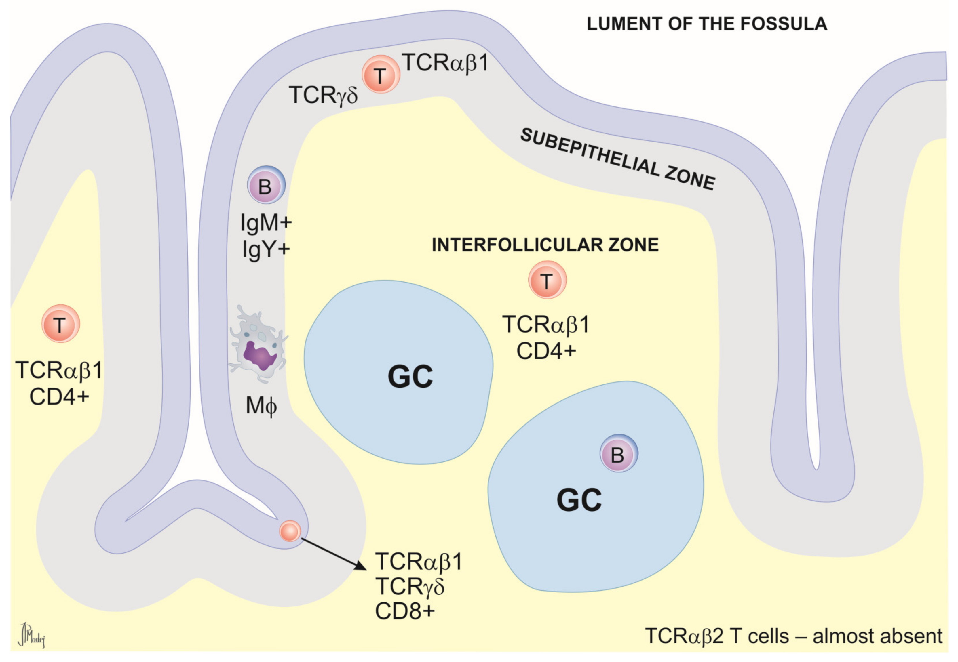 Animals 14 02439 g003