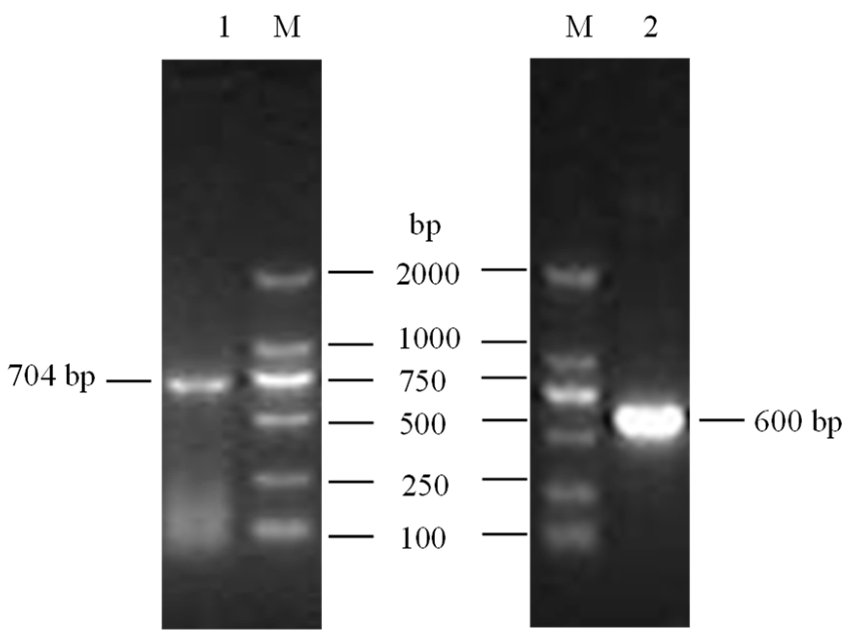 Animals 14 02446 g001