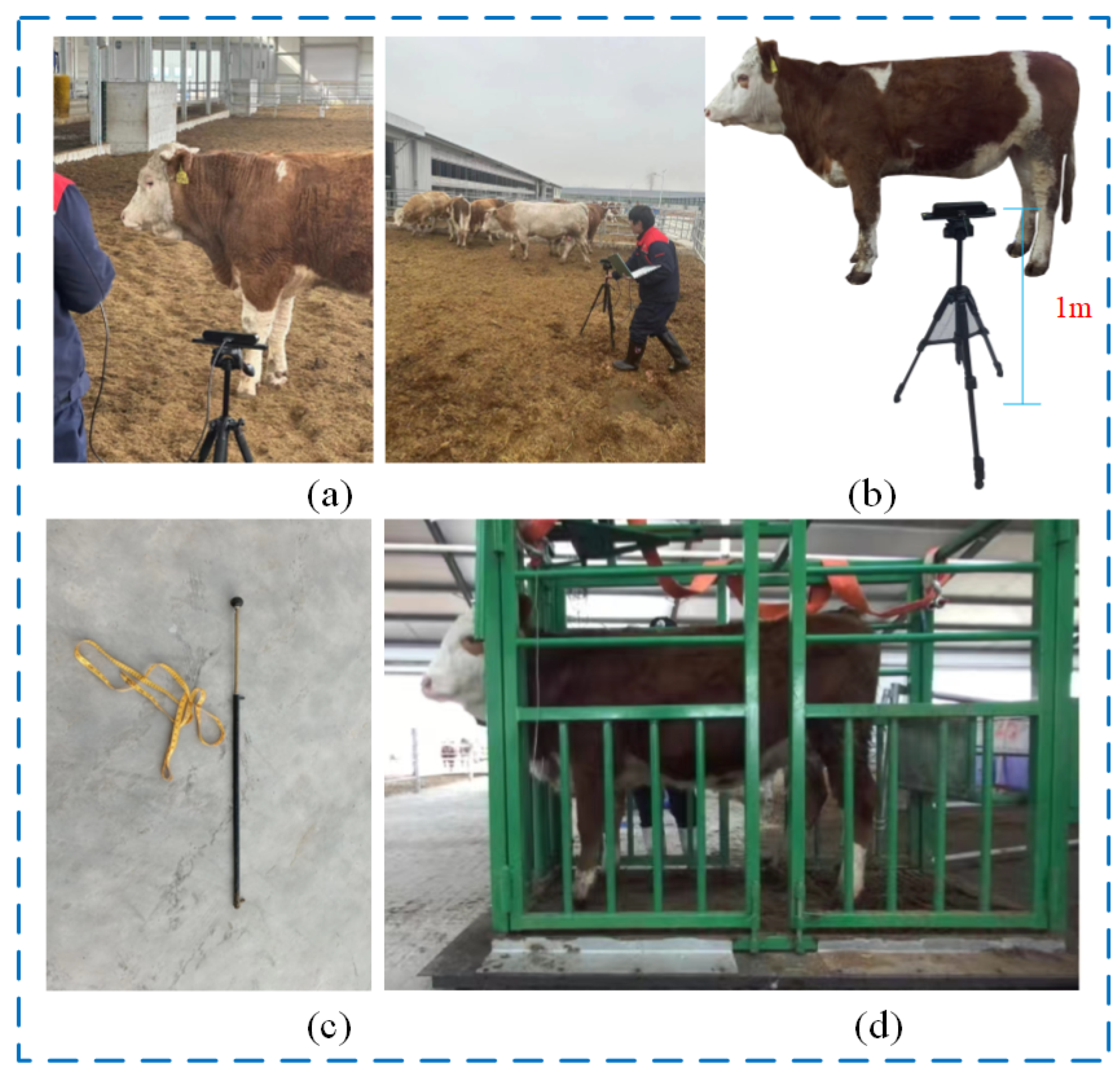 Animals 14 02453 g001 Animals 14 02453 g001