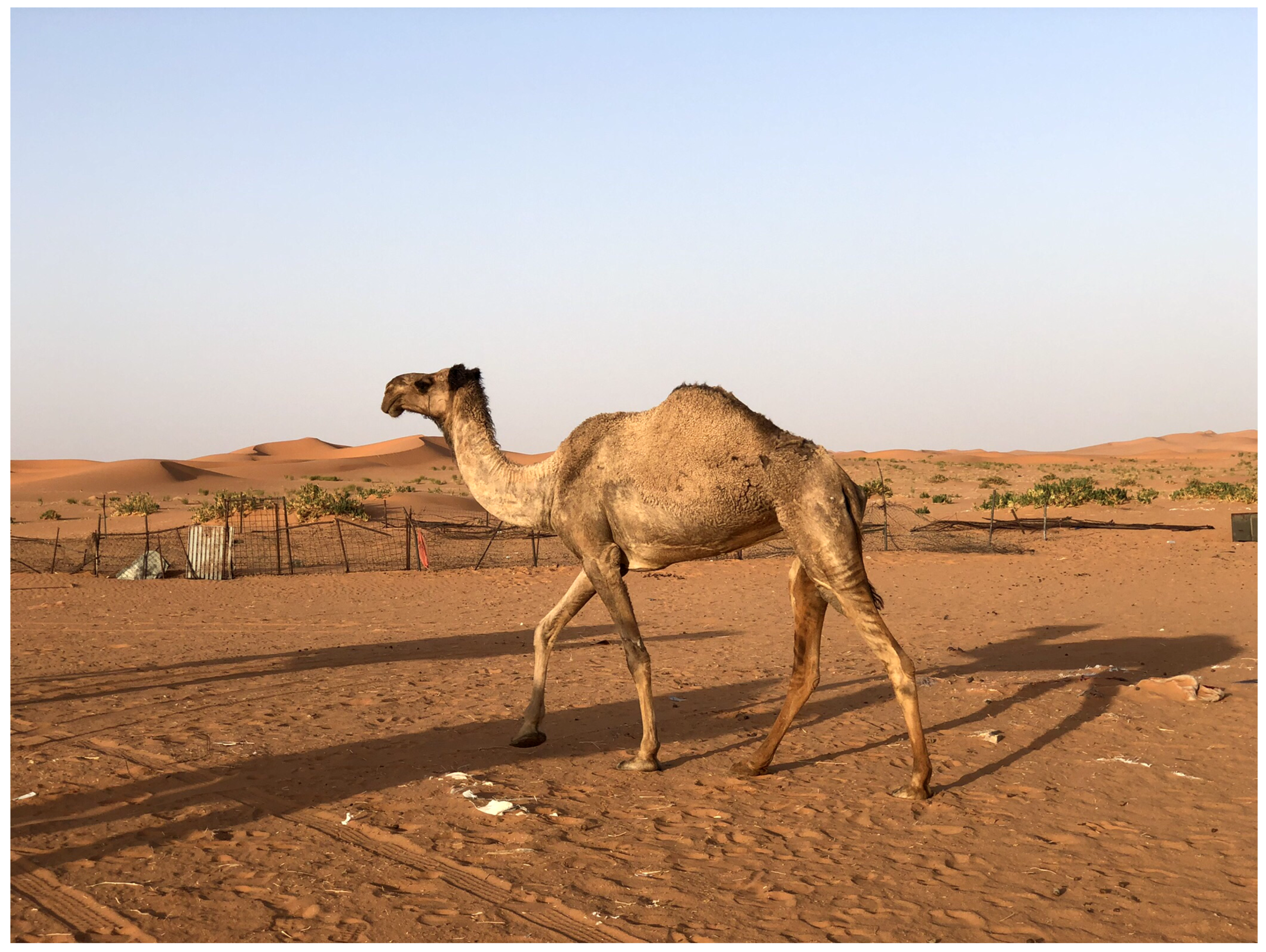 Animals 14 02460 g001