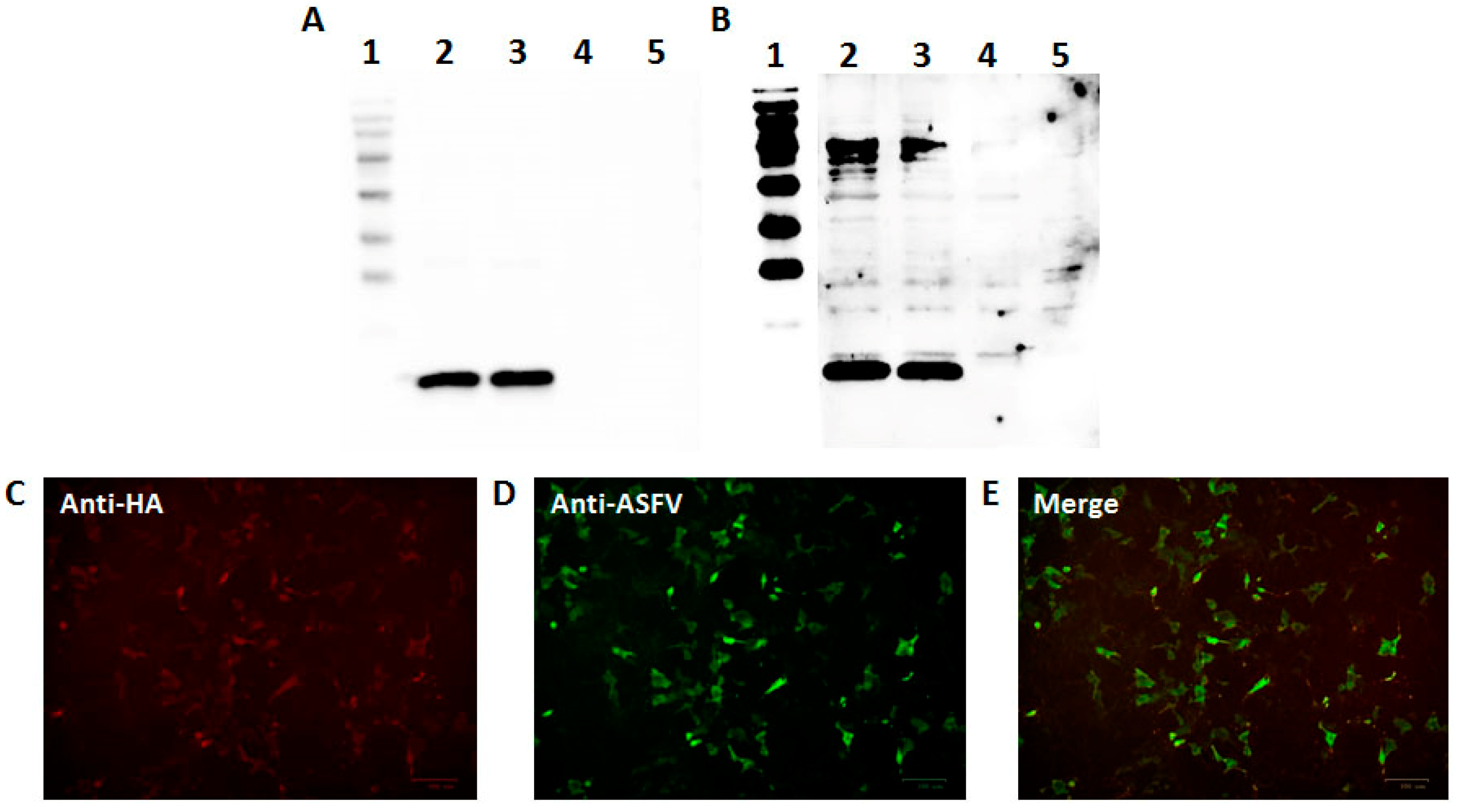 Animals 14 02469 g006