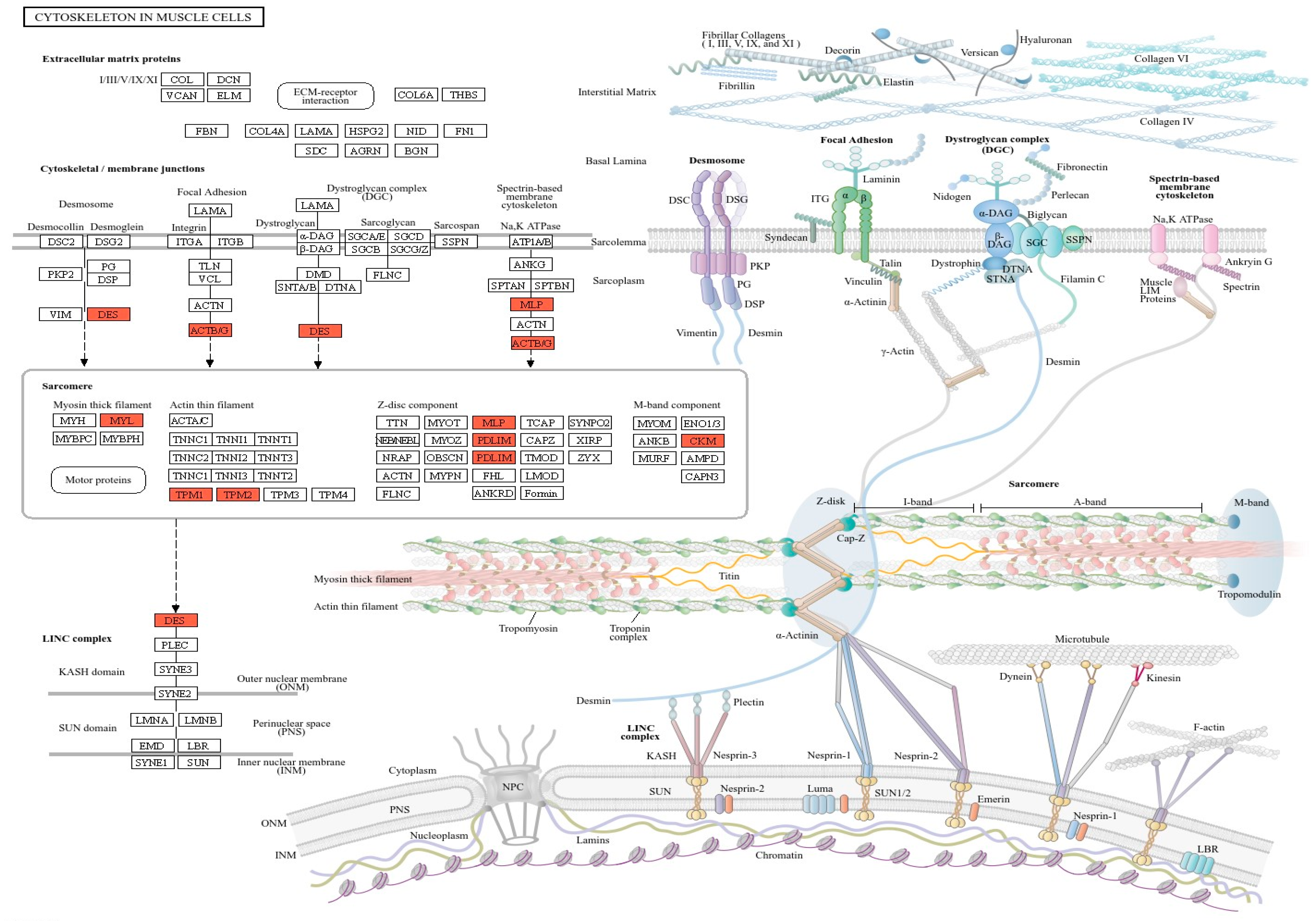 Animals 14 02476 g004