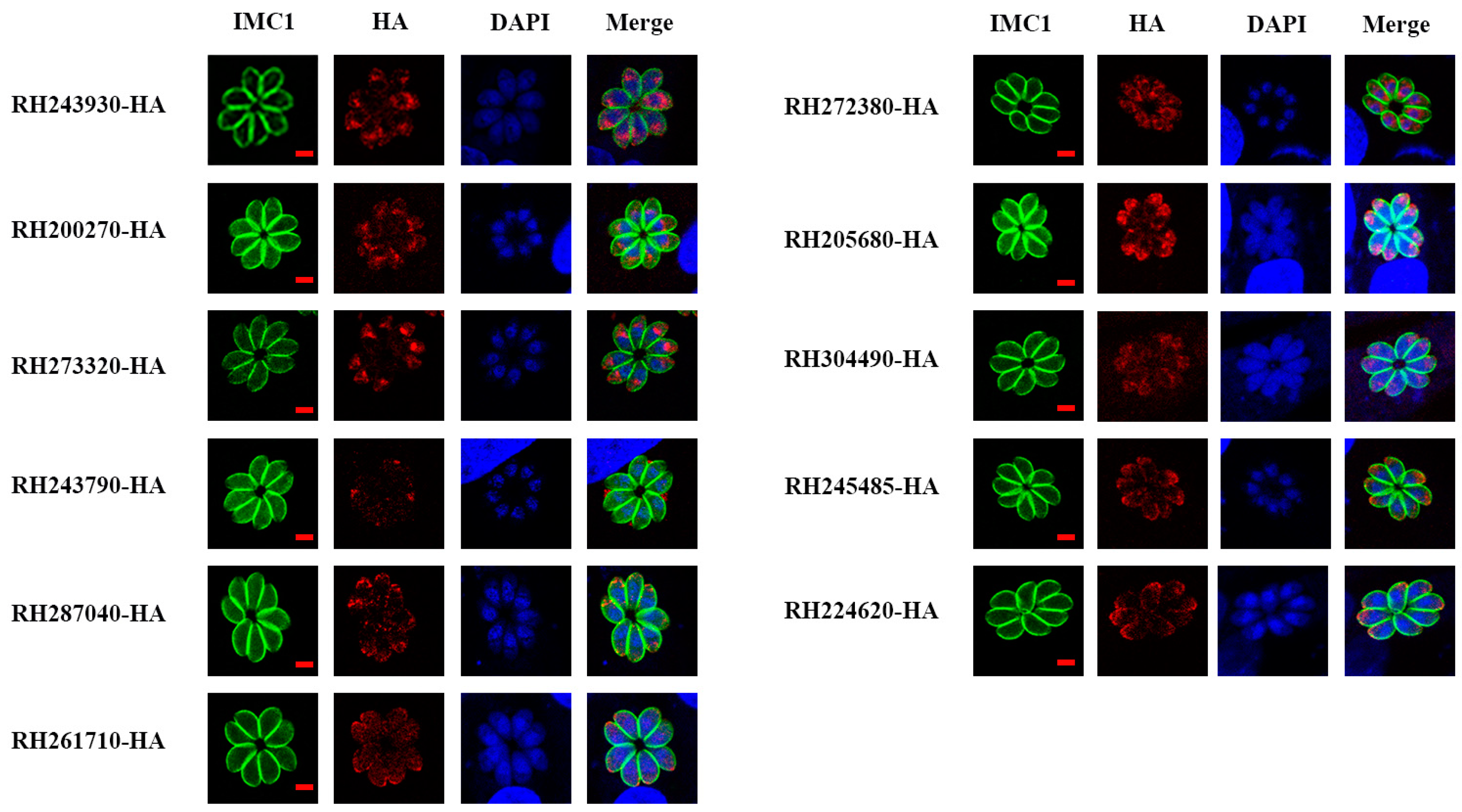 Animals 14 02543 g002
