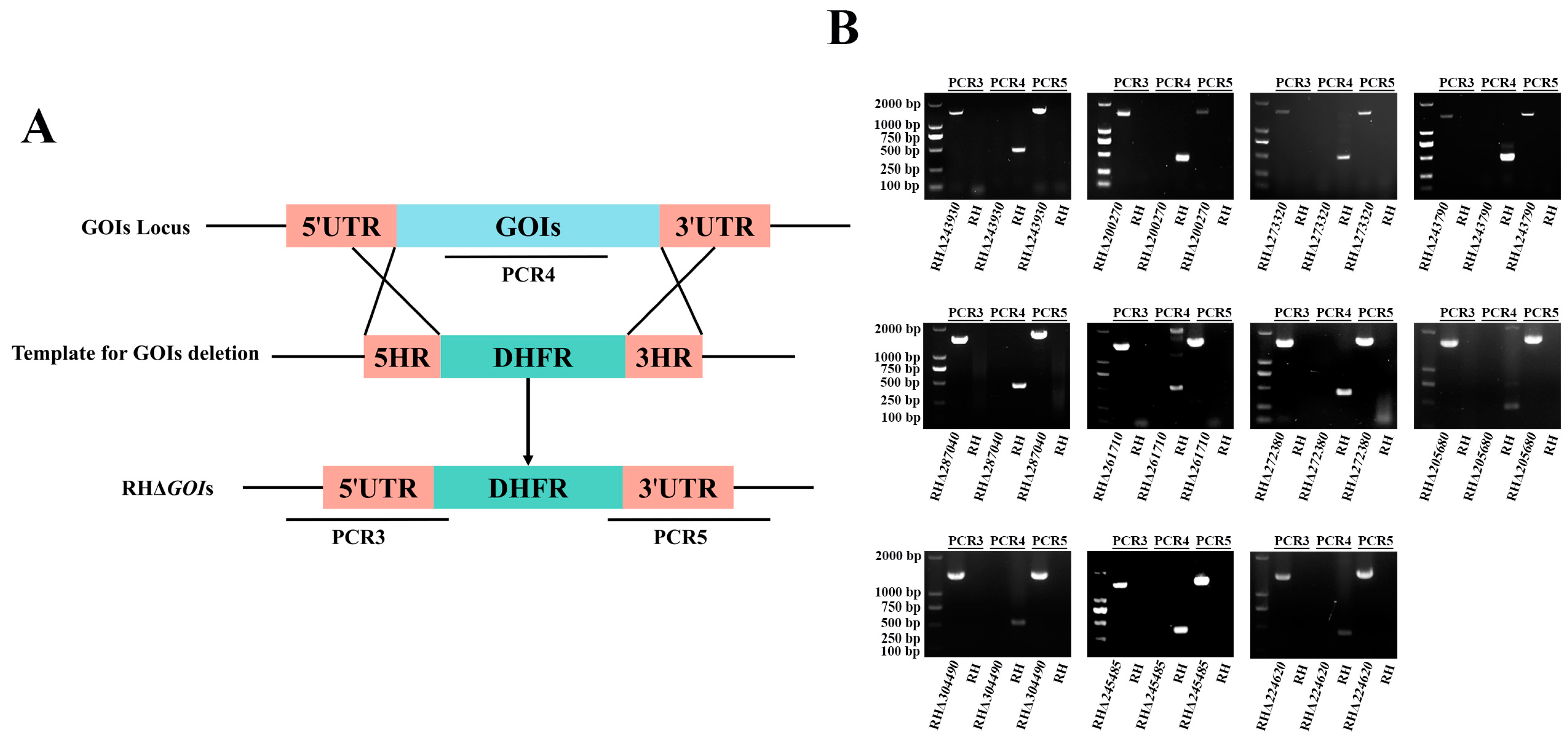 Animals 14 02543 g003