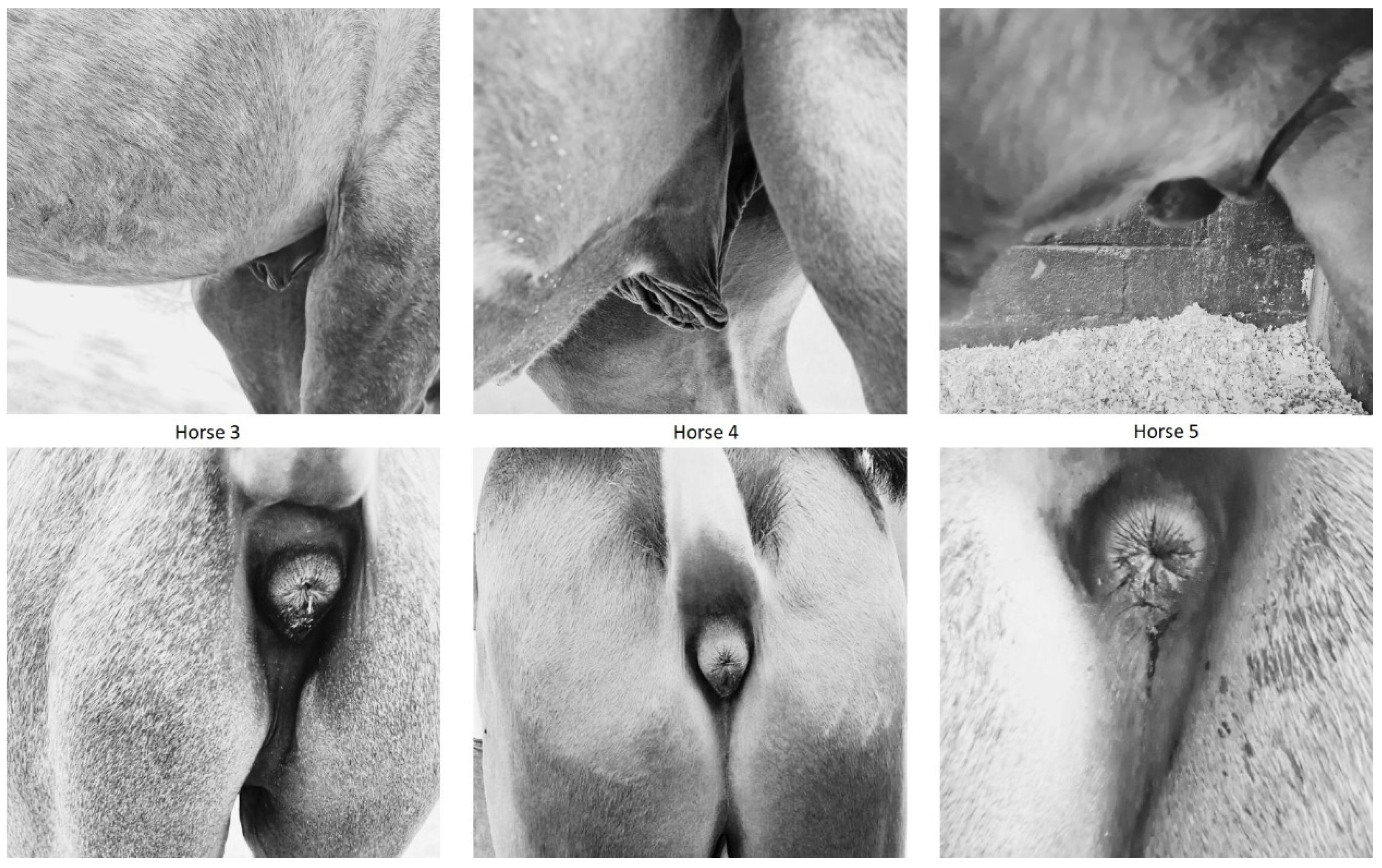 Animals 14 02560 g001