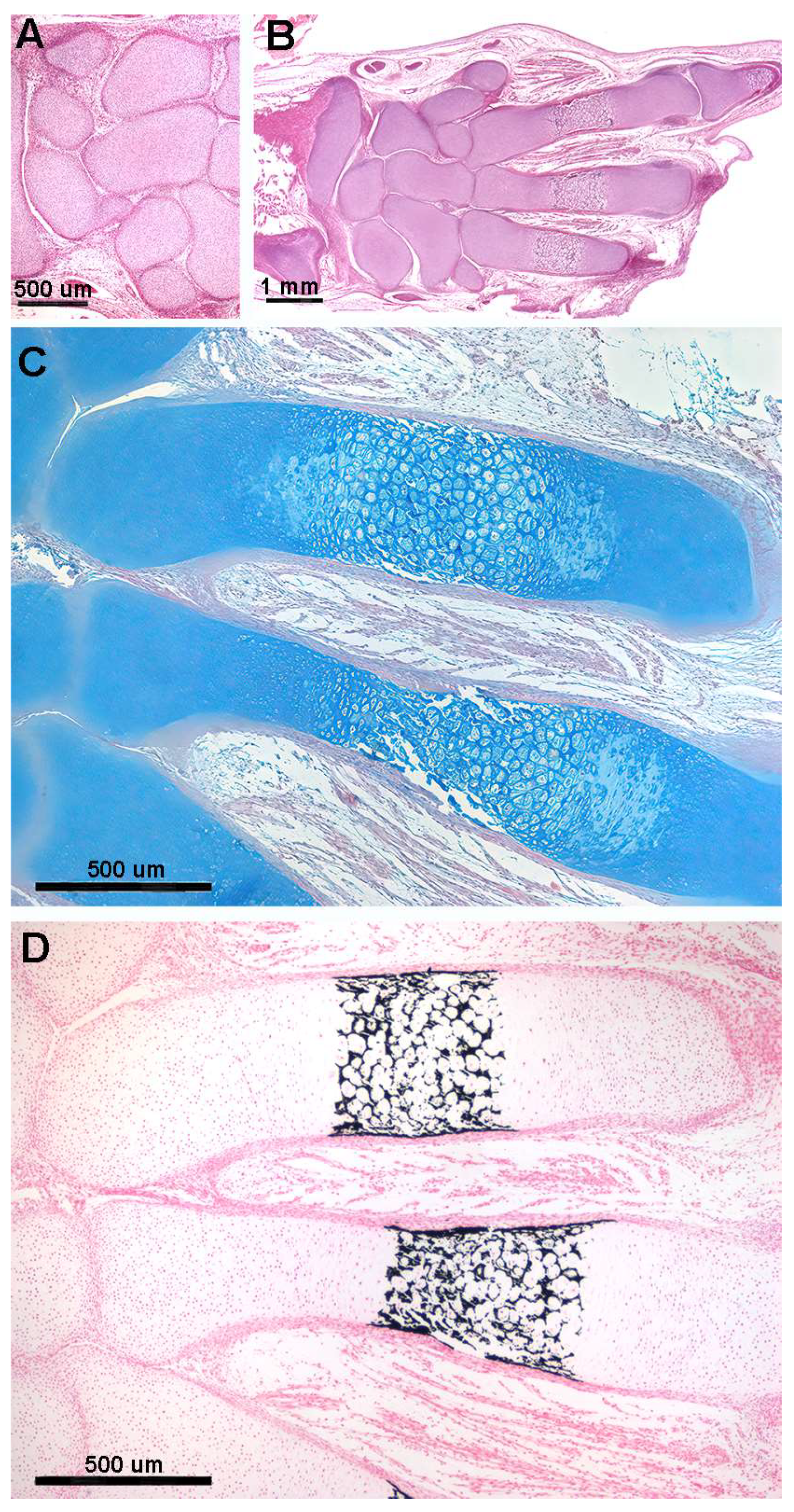 Animals 14 02575 g002