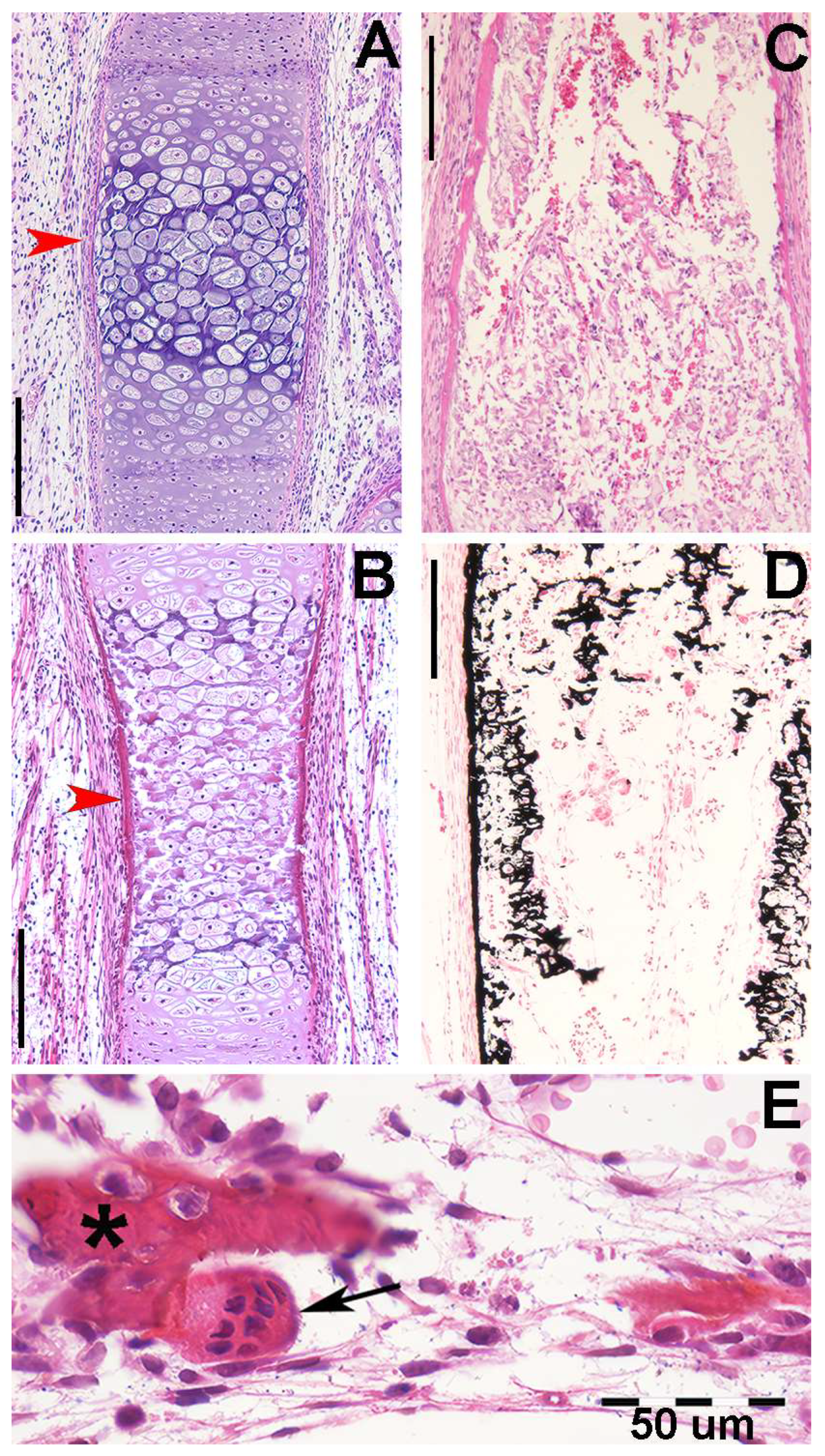 Animals 14 02575 g003