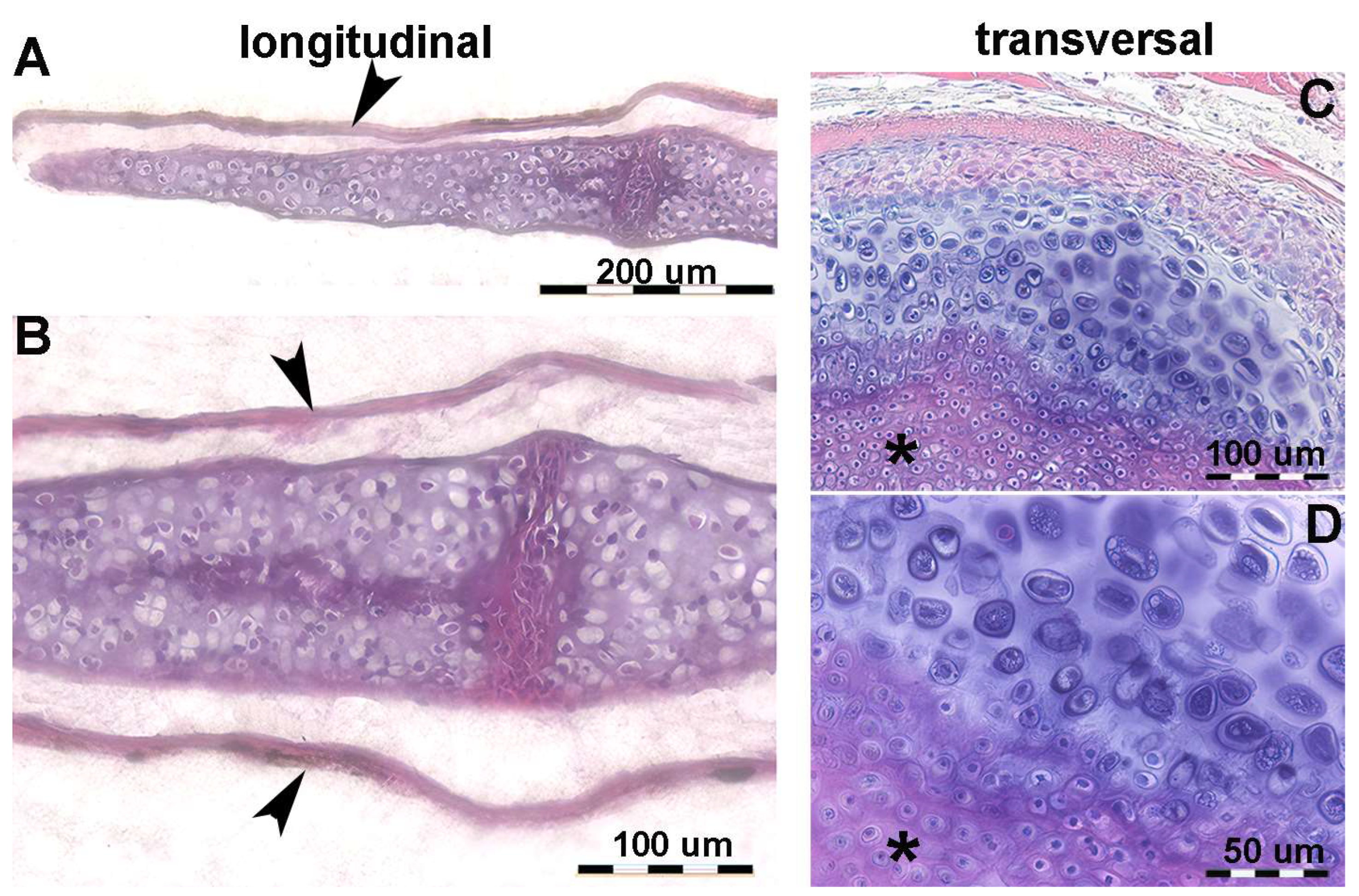 Animals 14 02575 g004