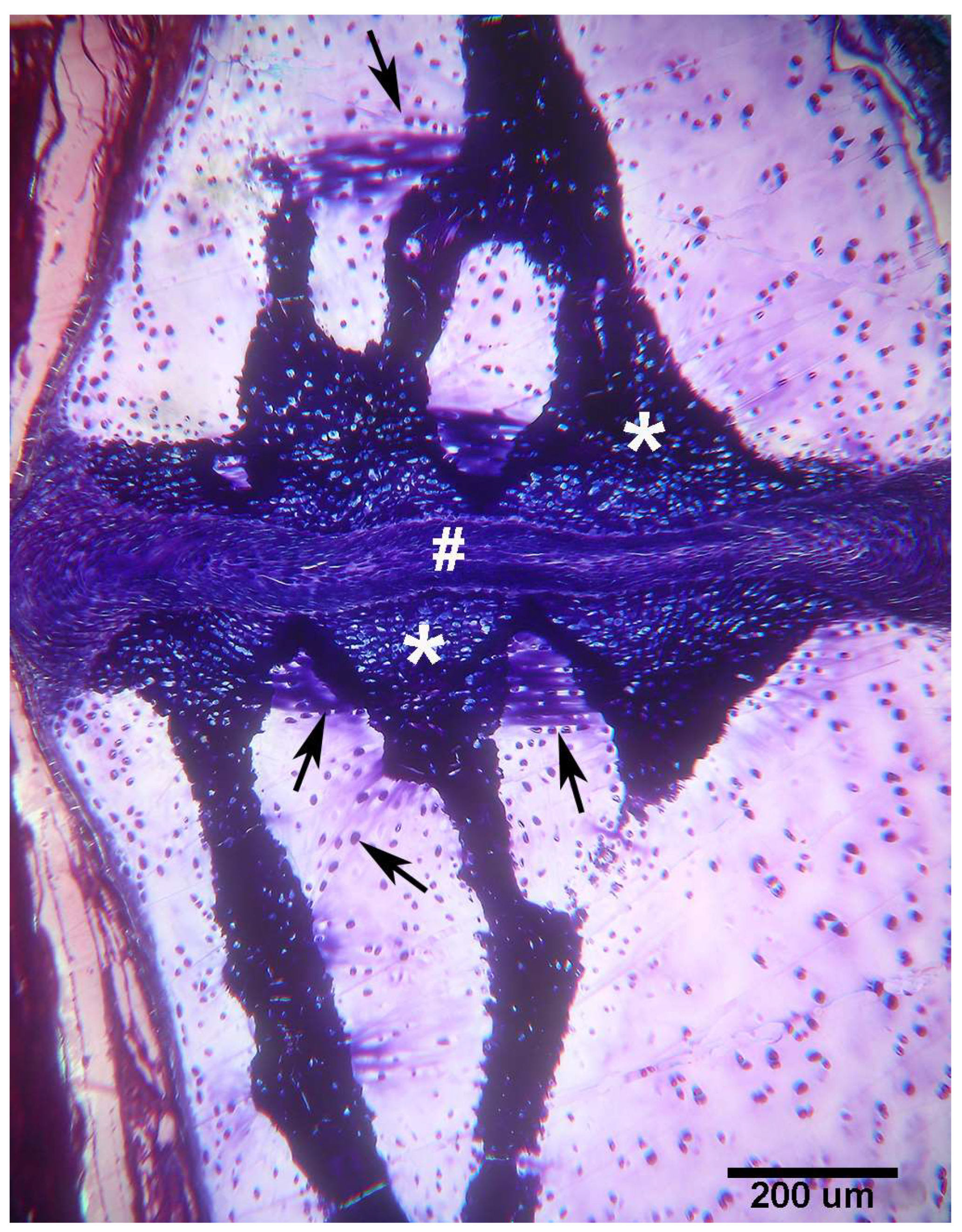 Animals 14 02575 g005