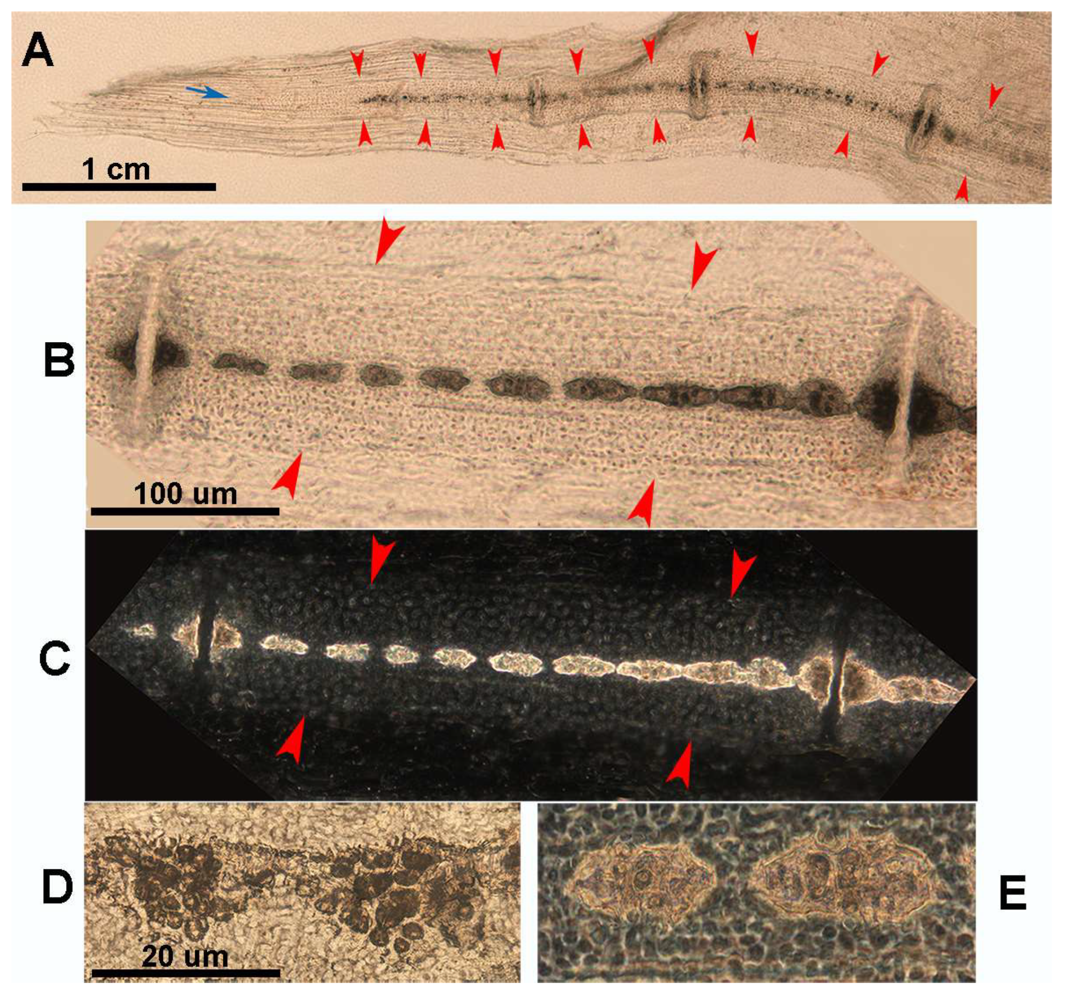 Animals 14 02575 g008
