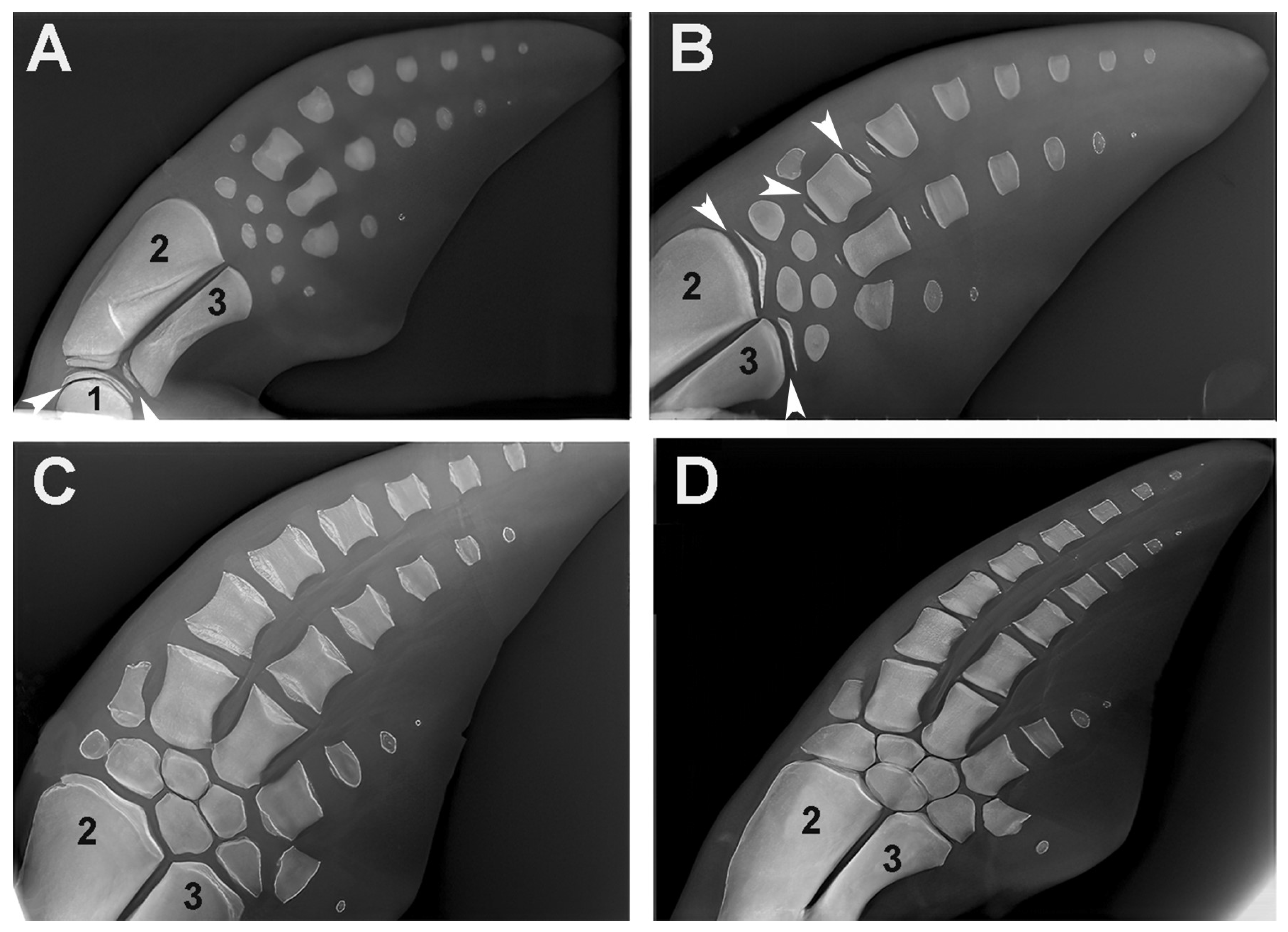 Animals 14 02575 g010