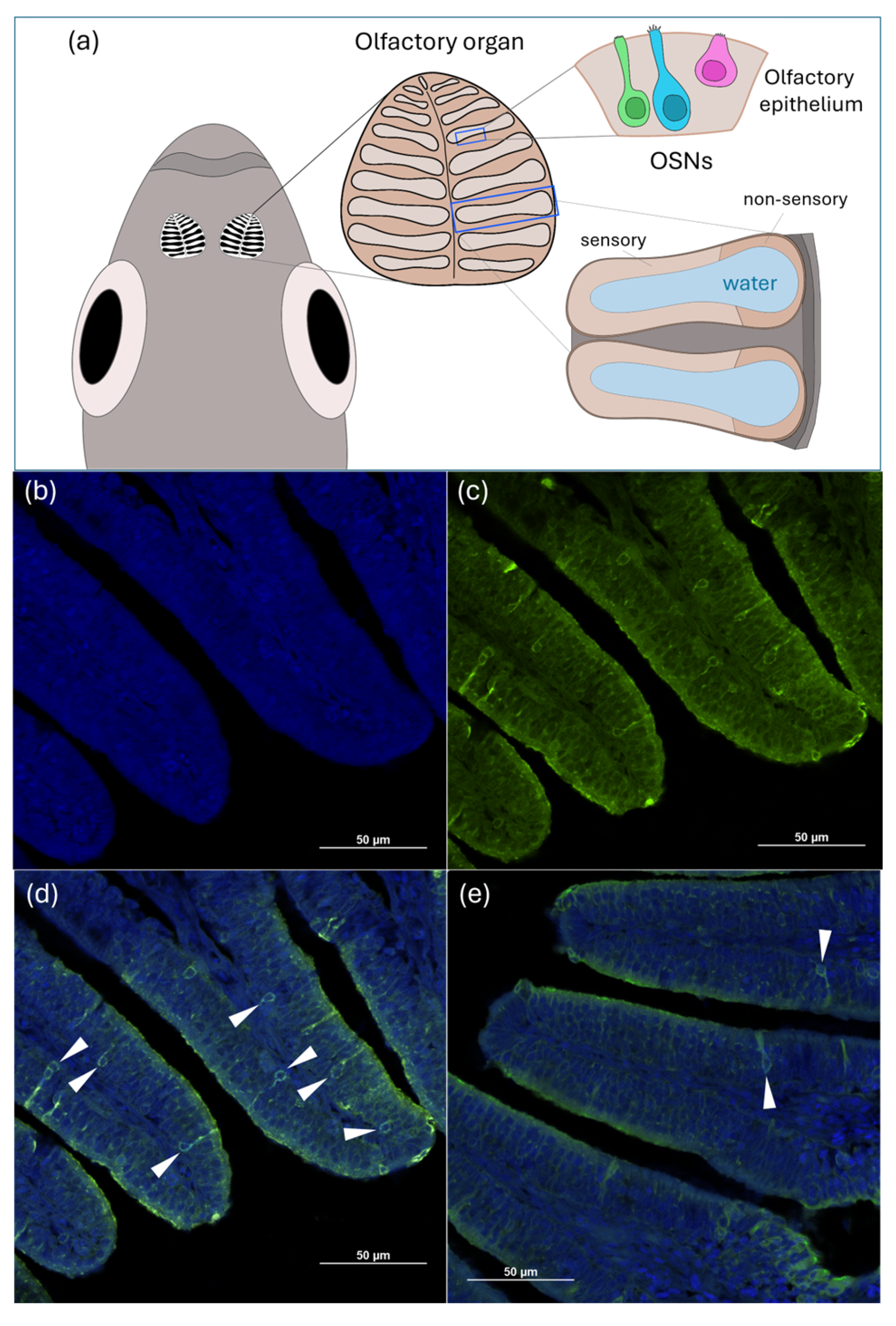 Animals 14 02588 g008