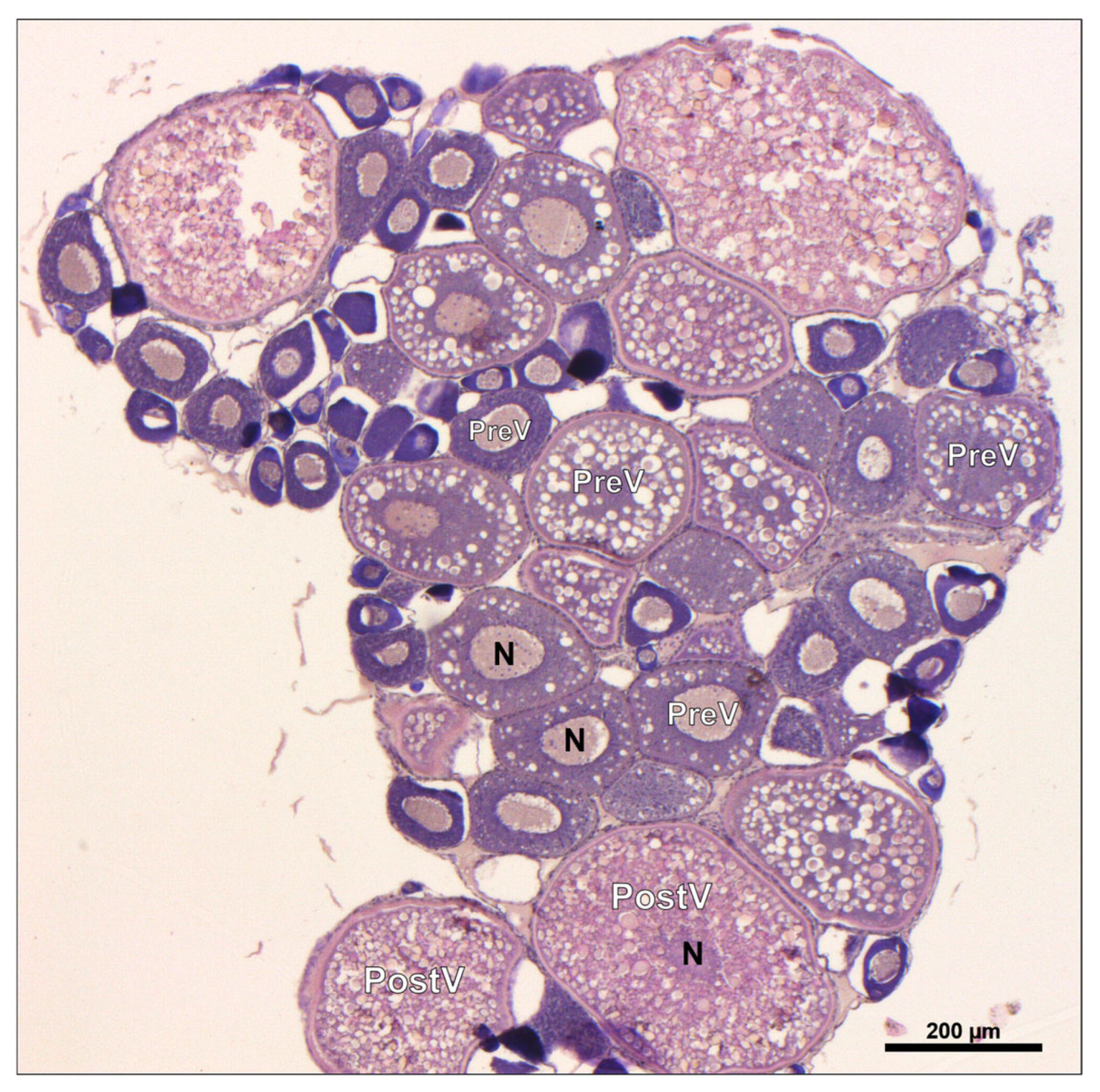 Animals 14 02588 g009