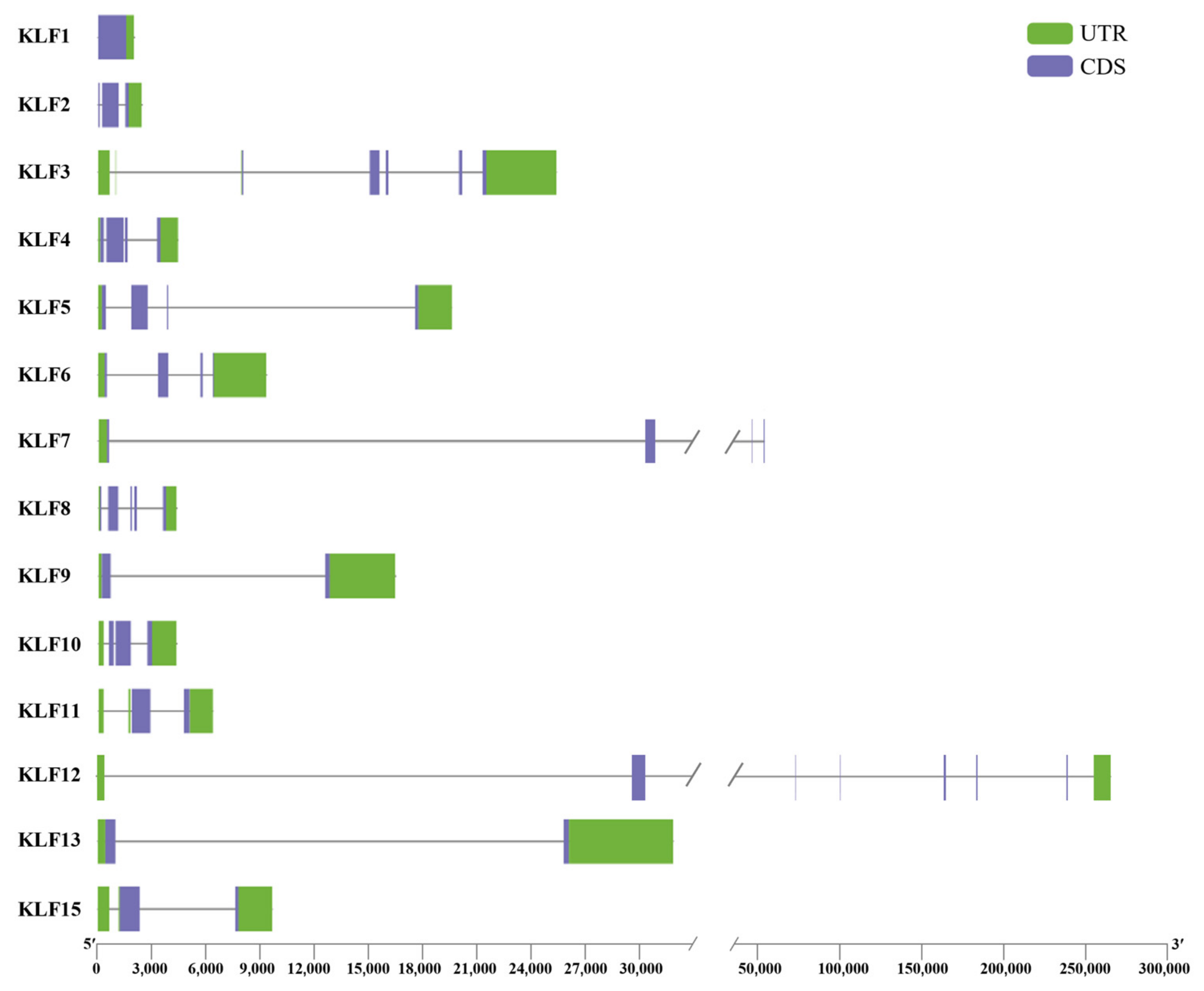 Animals 14 02594 g003