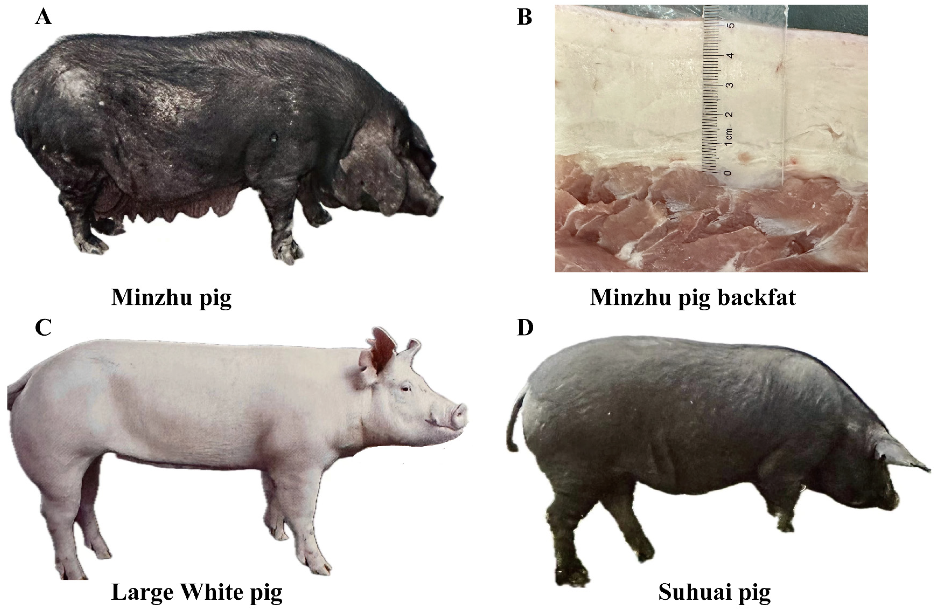 Animals 14 02657 g001