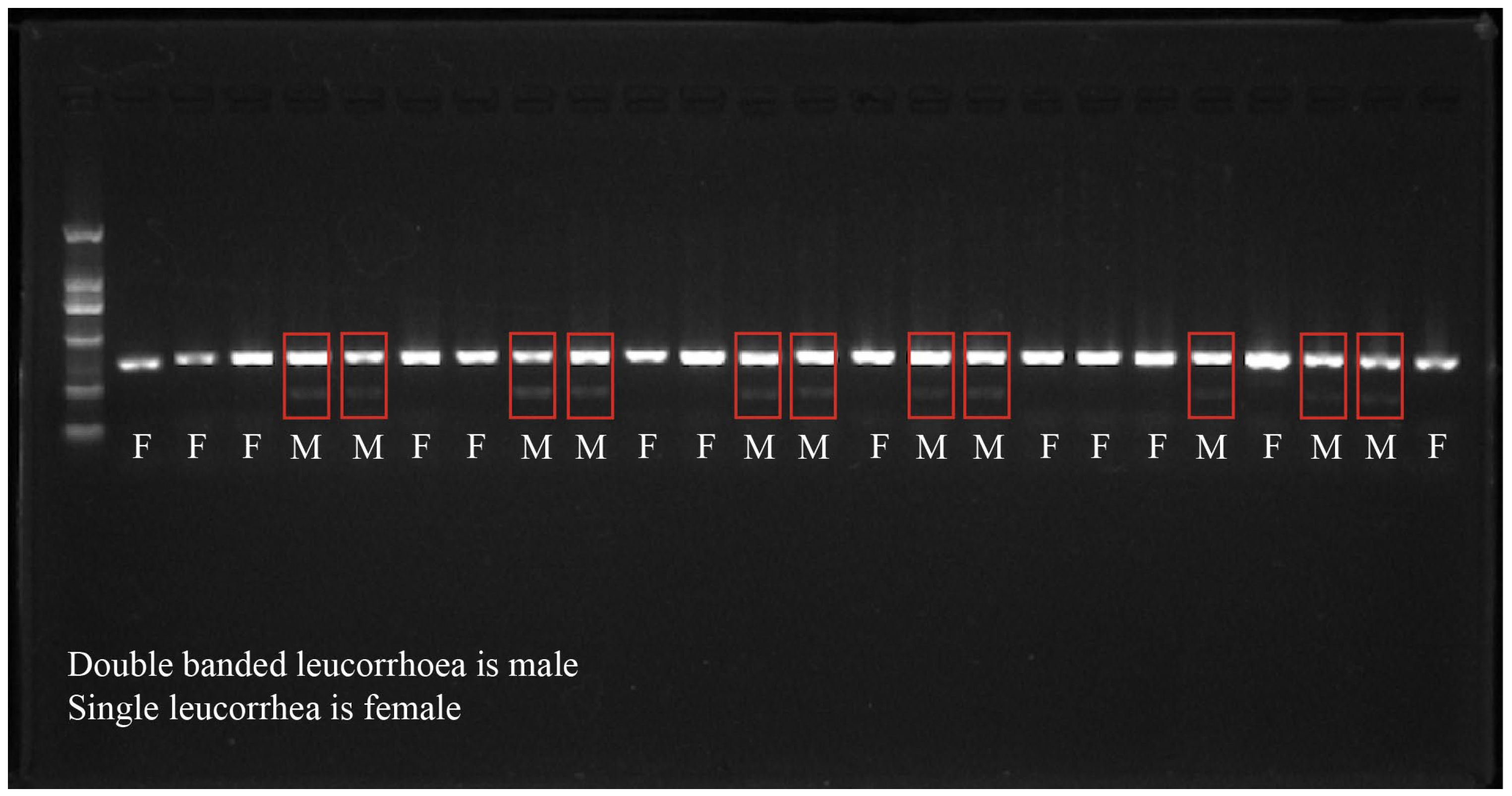 Animals 14 02690 g002