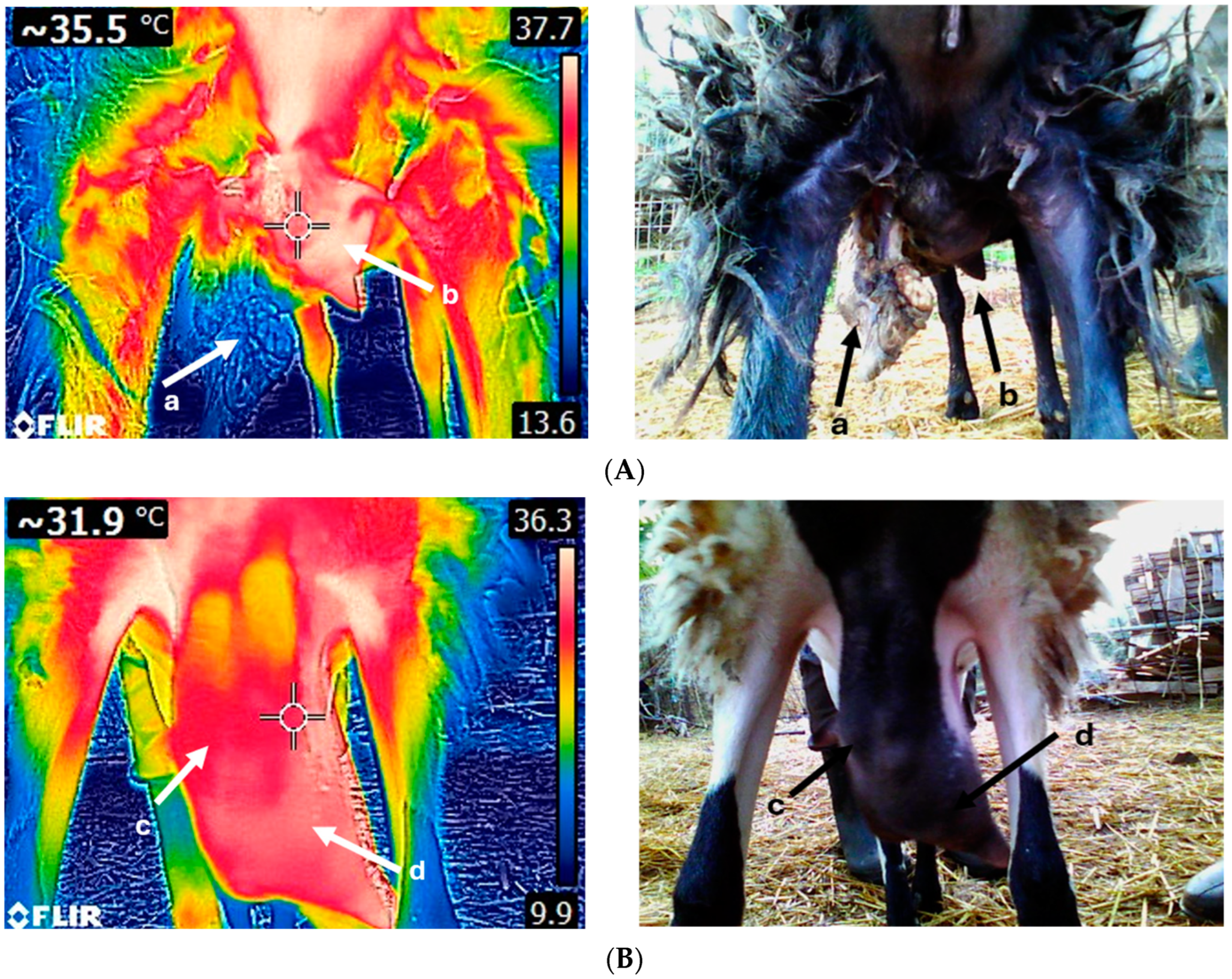 Animals 14 02691 g003