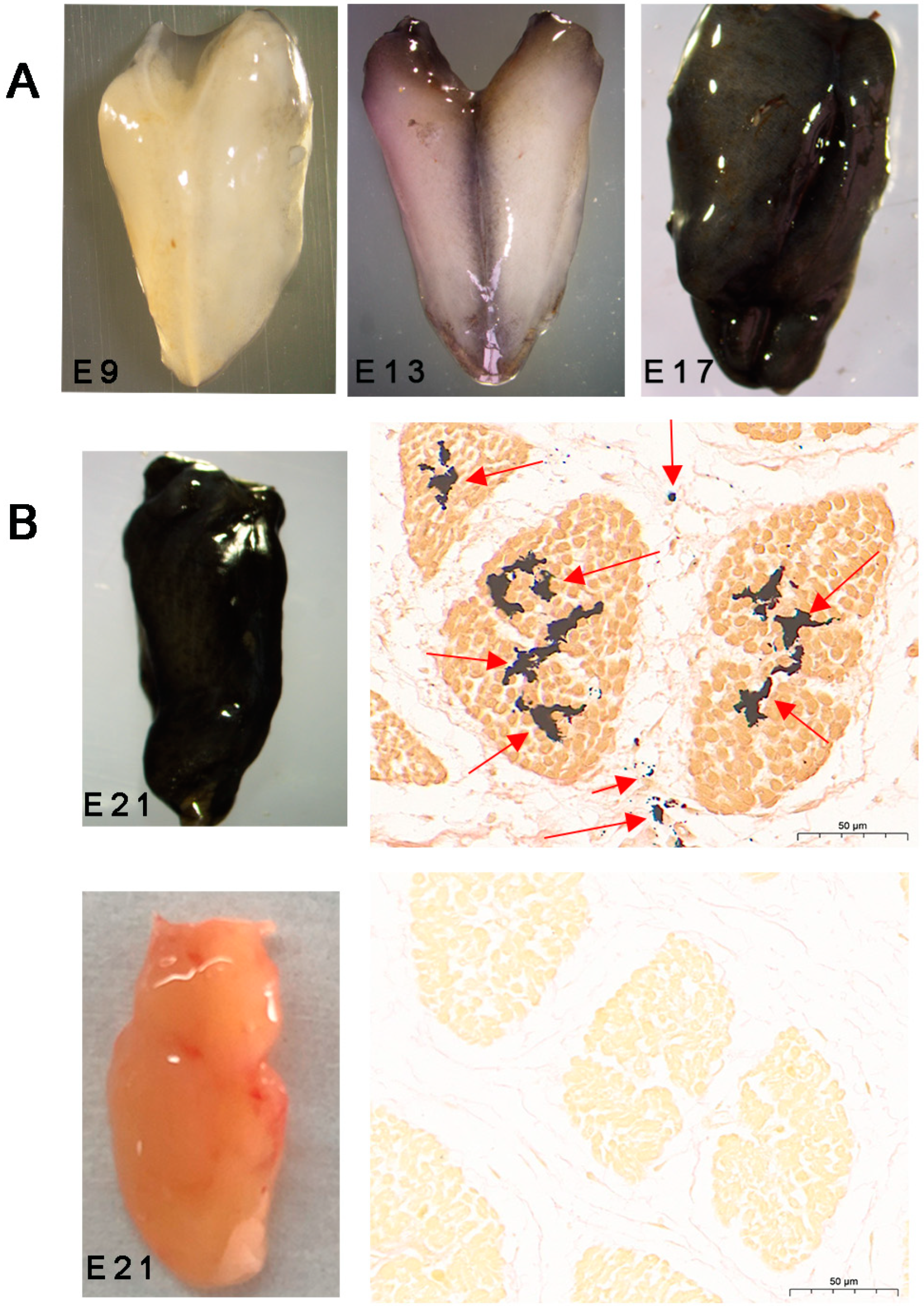 Animals 14 02702 g001 Animals 14 02702 g001