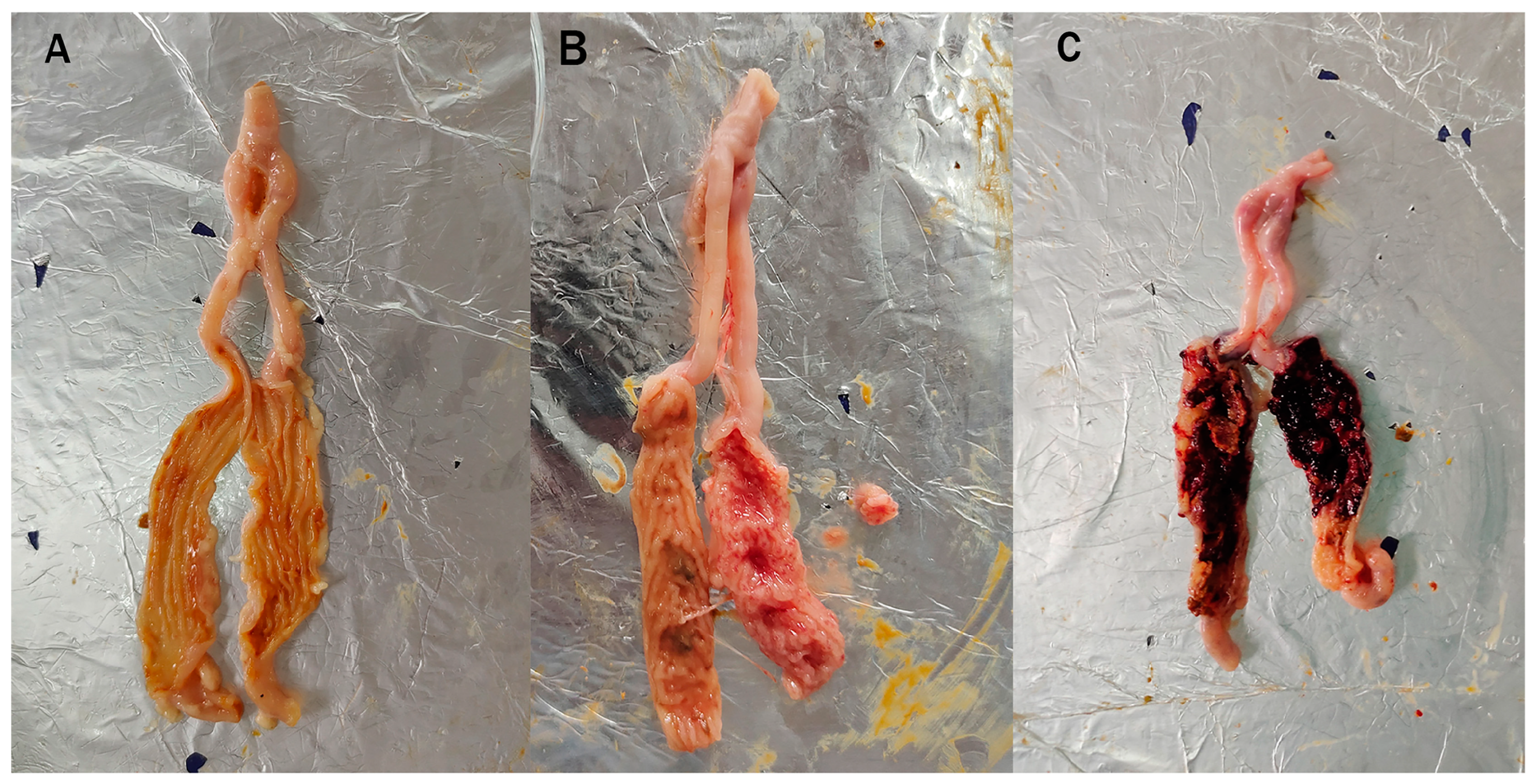 Animals 14 02709 g001