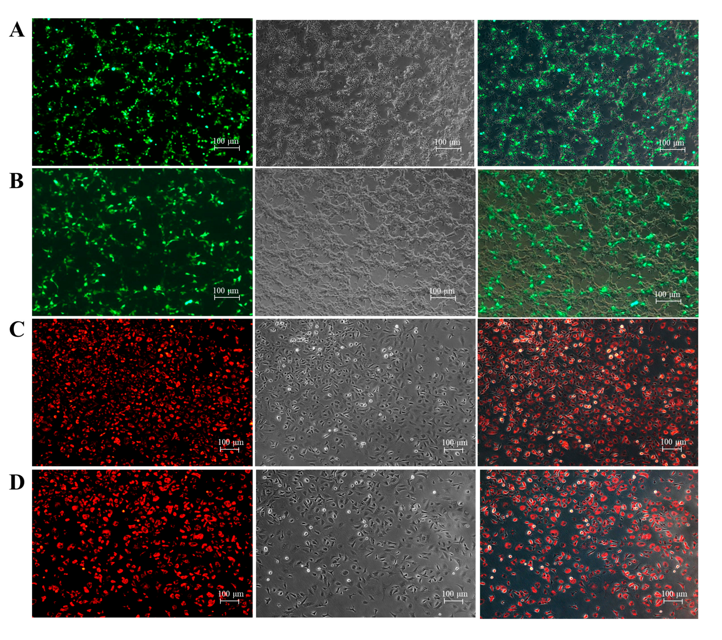 Animals 14 02739 g005 Animals 14 02739 g005