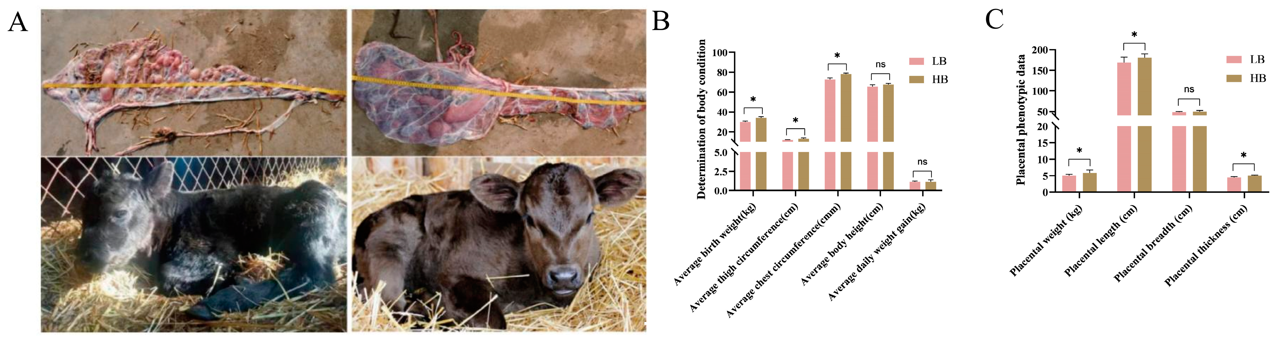 Animals 14 02751 g001