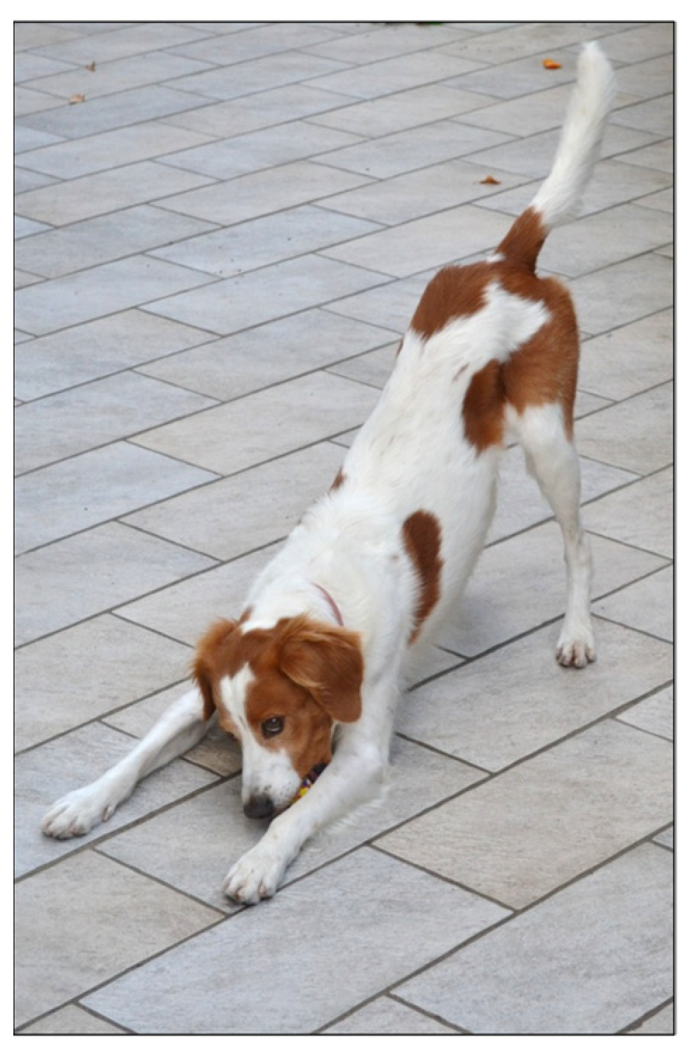 Animals 14 02769 g003