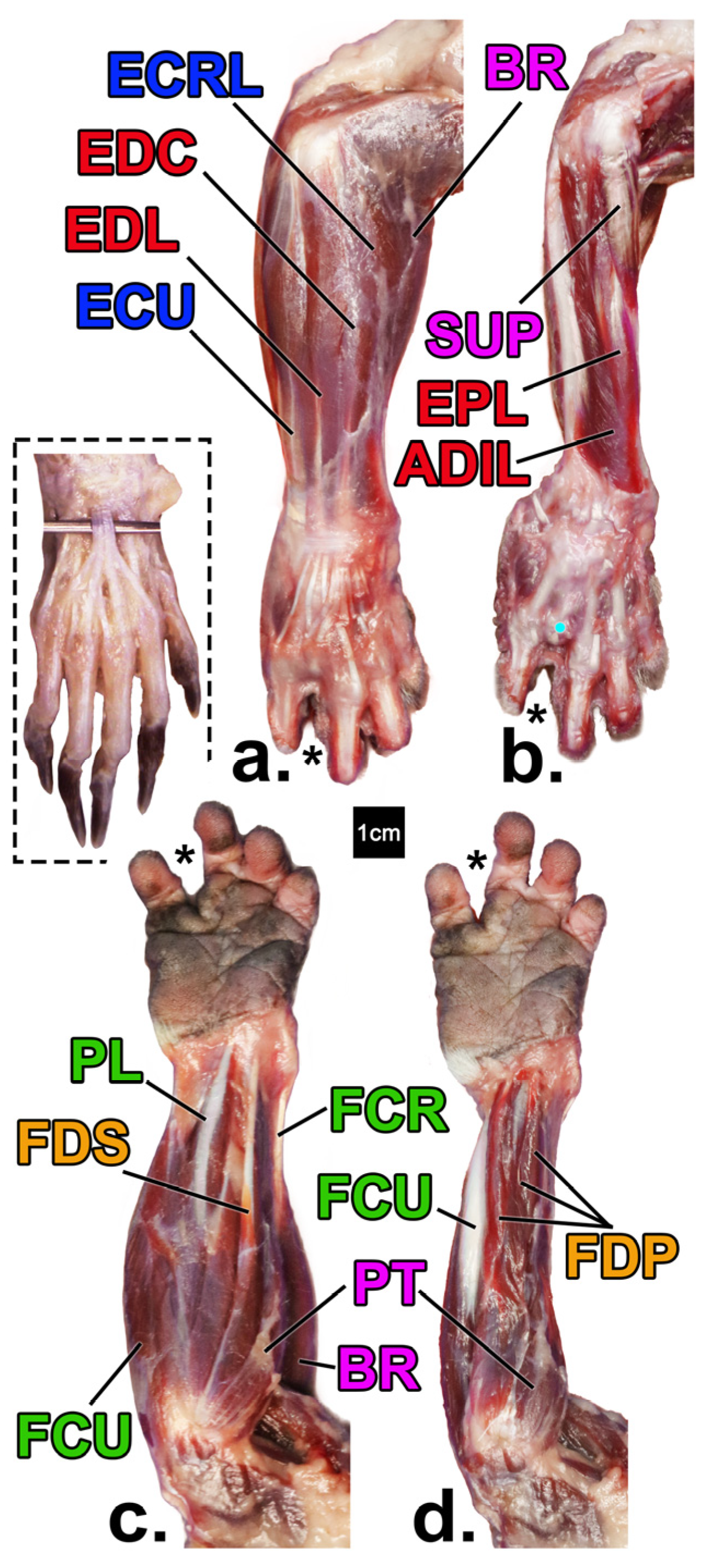 Animals 14 02774 g001