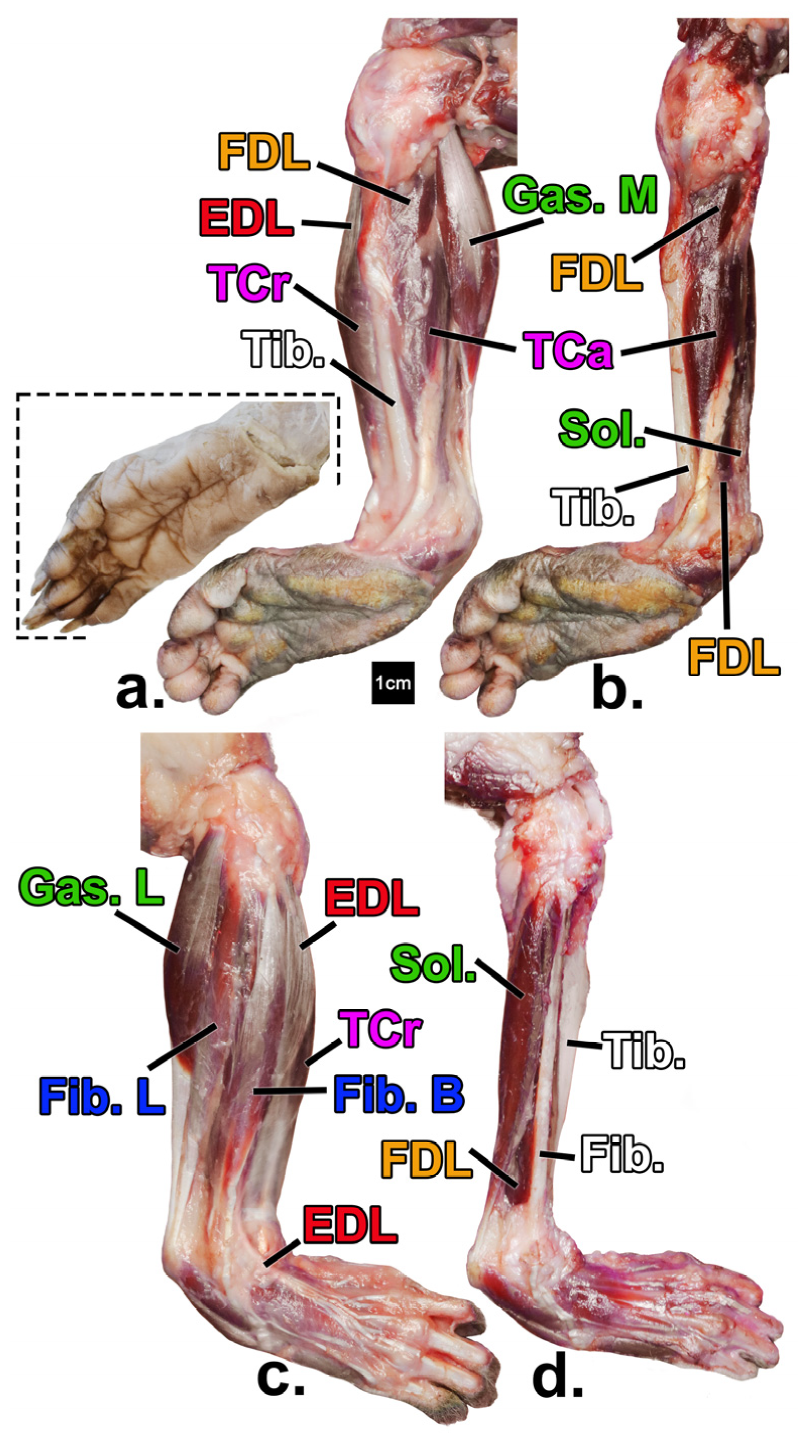 Animals 14 02774 g002