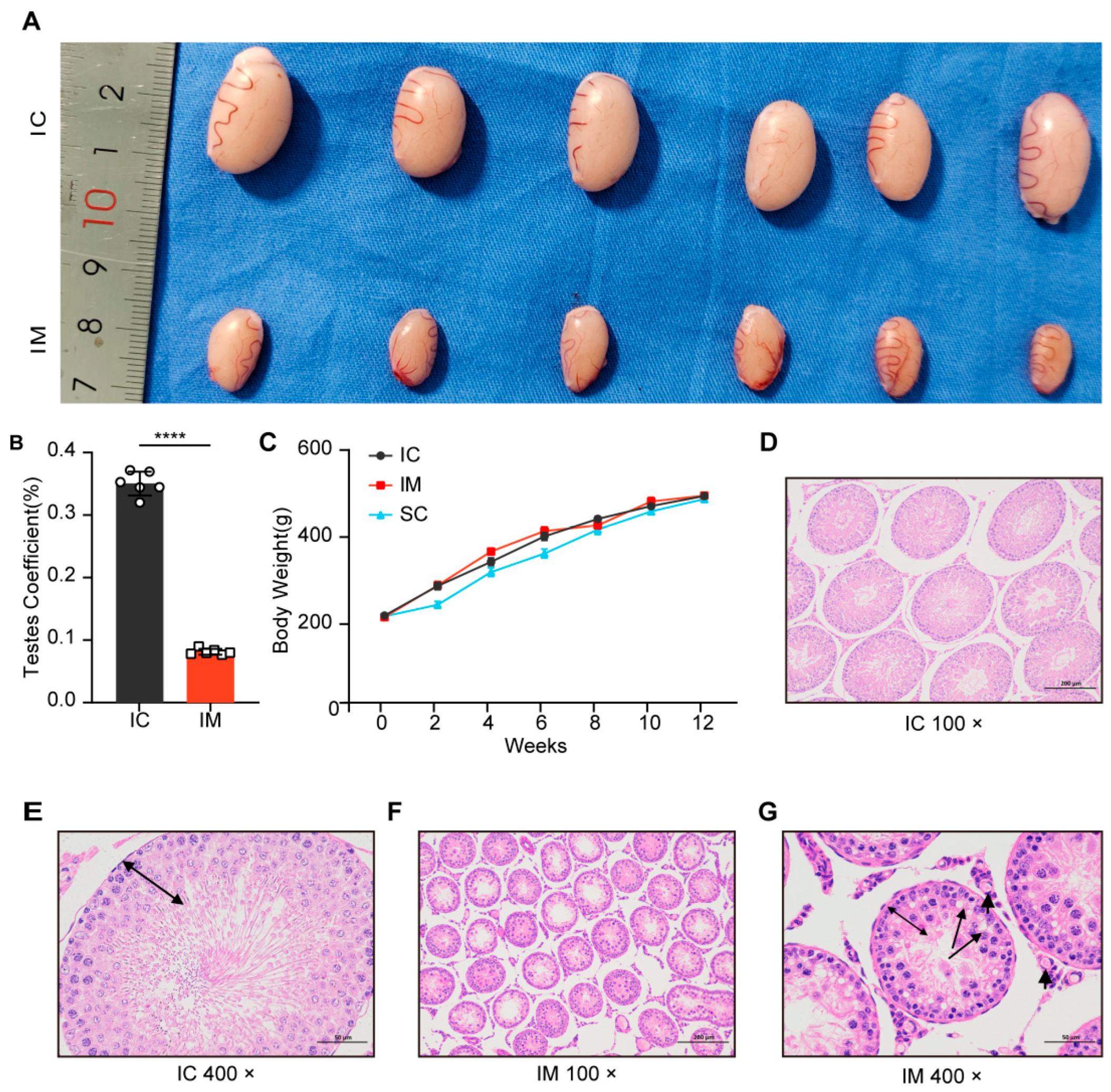 Animals 14 02796 g003