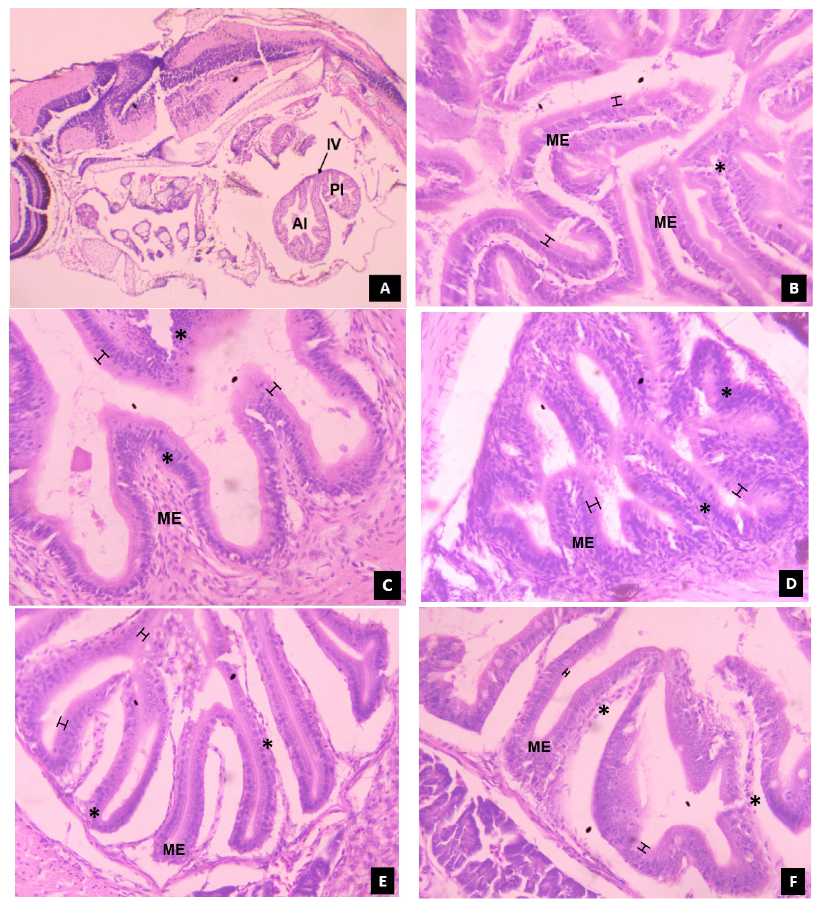 Animals 14 02838 g010