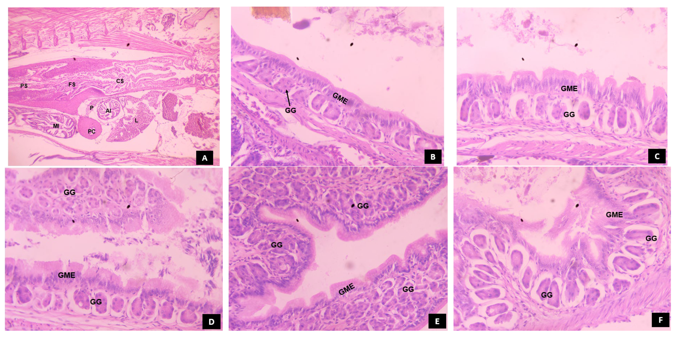 Animals 14 02838 g011