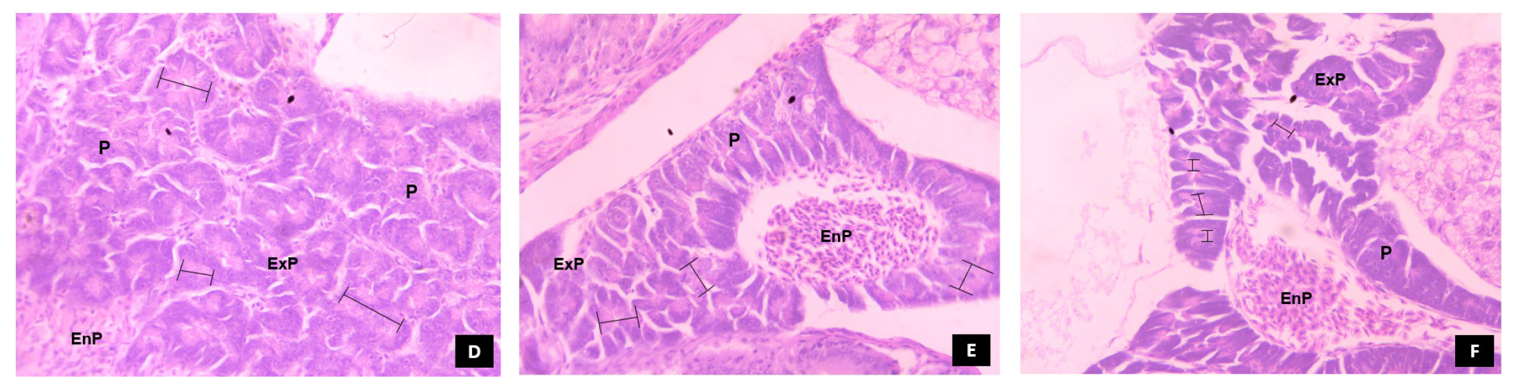 Animals 14 02838 g012b