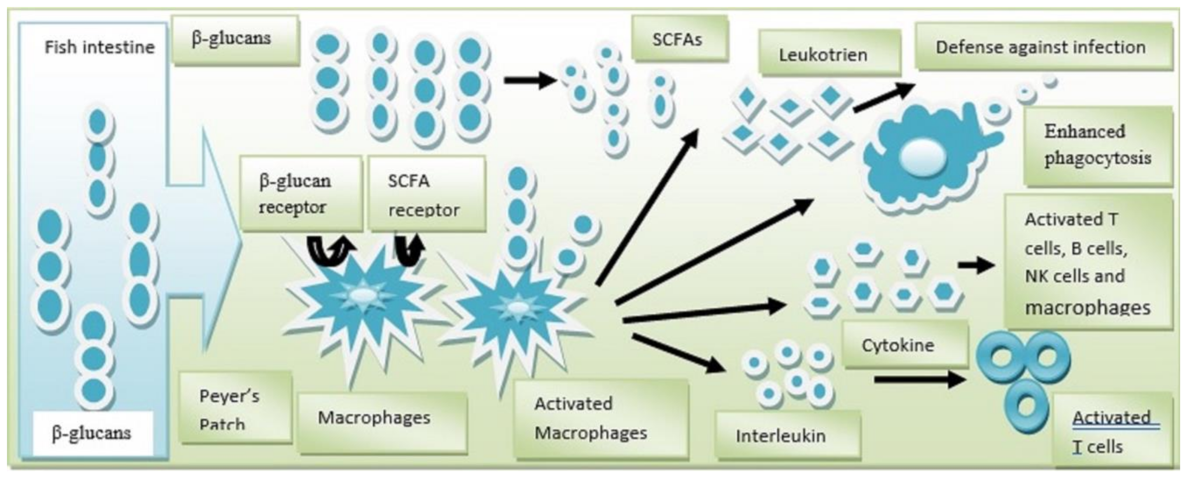 Animals 14 02851 g001 Animals 14 02851 g001