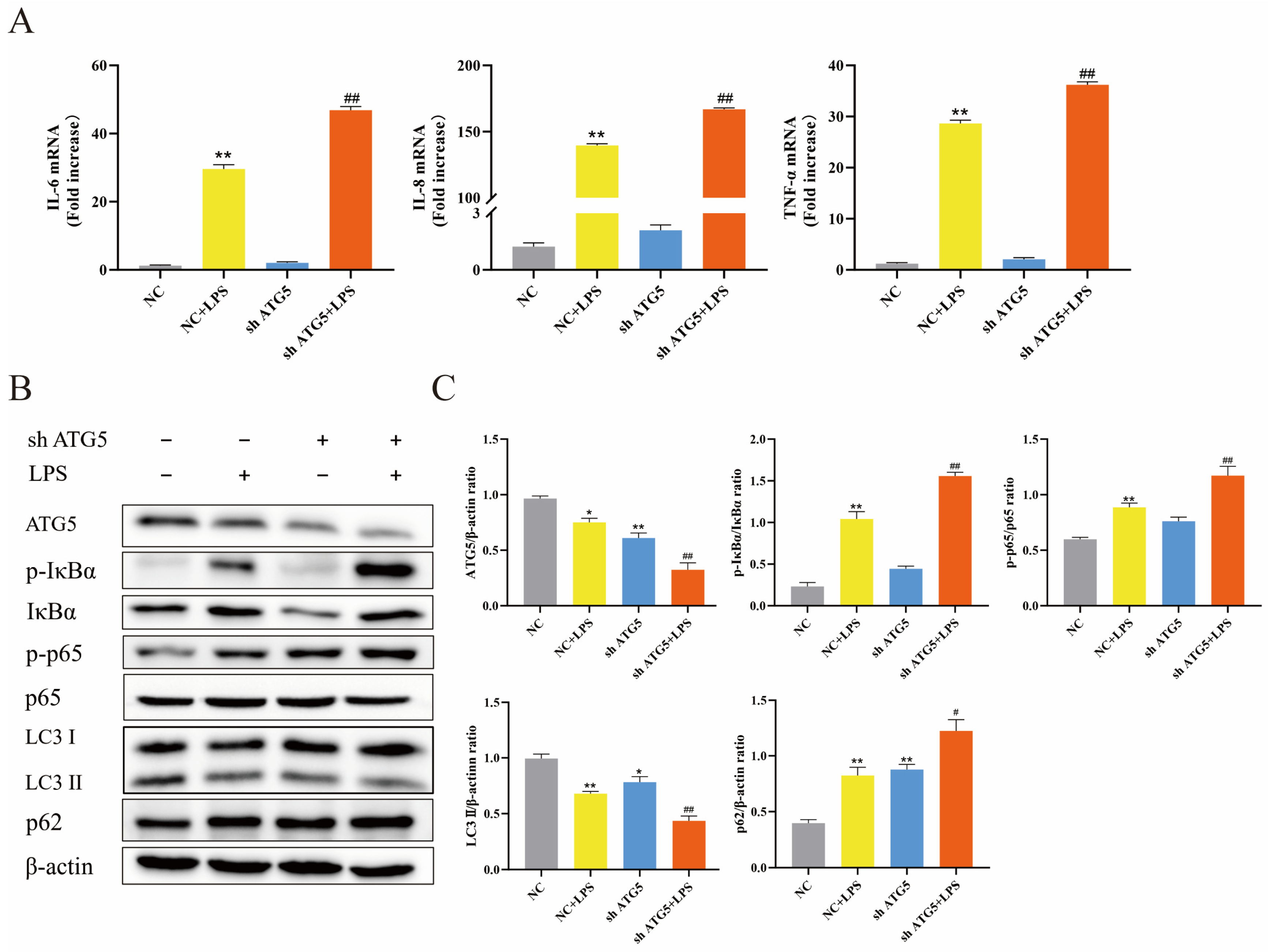 Animals 14 02876 g003