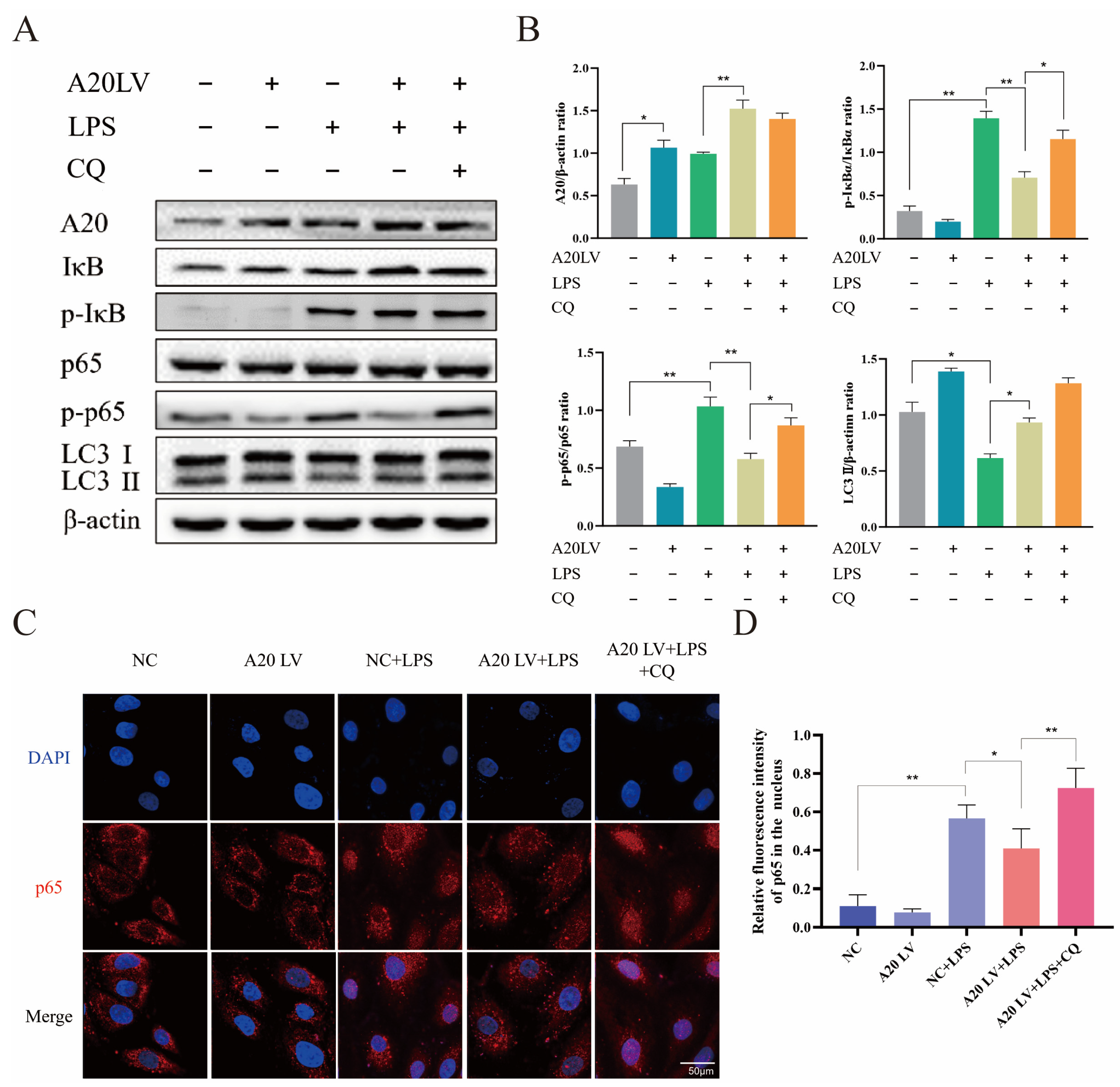 Animals 14 02876 g005